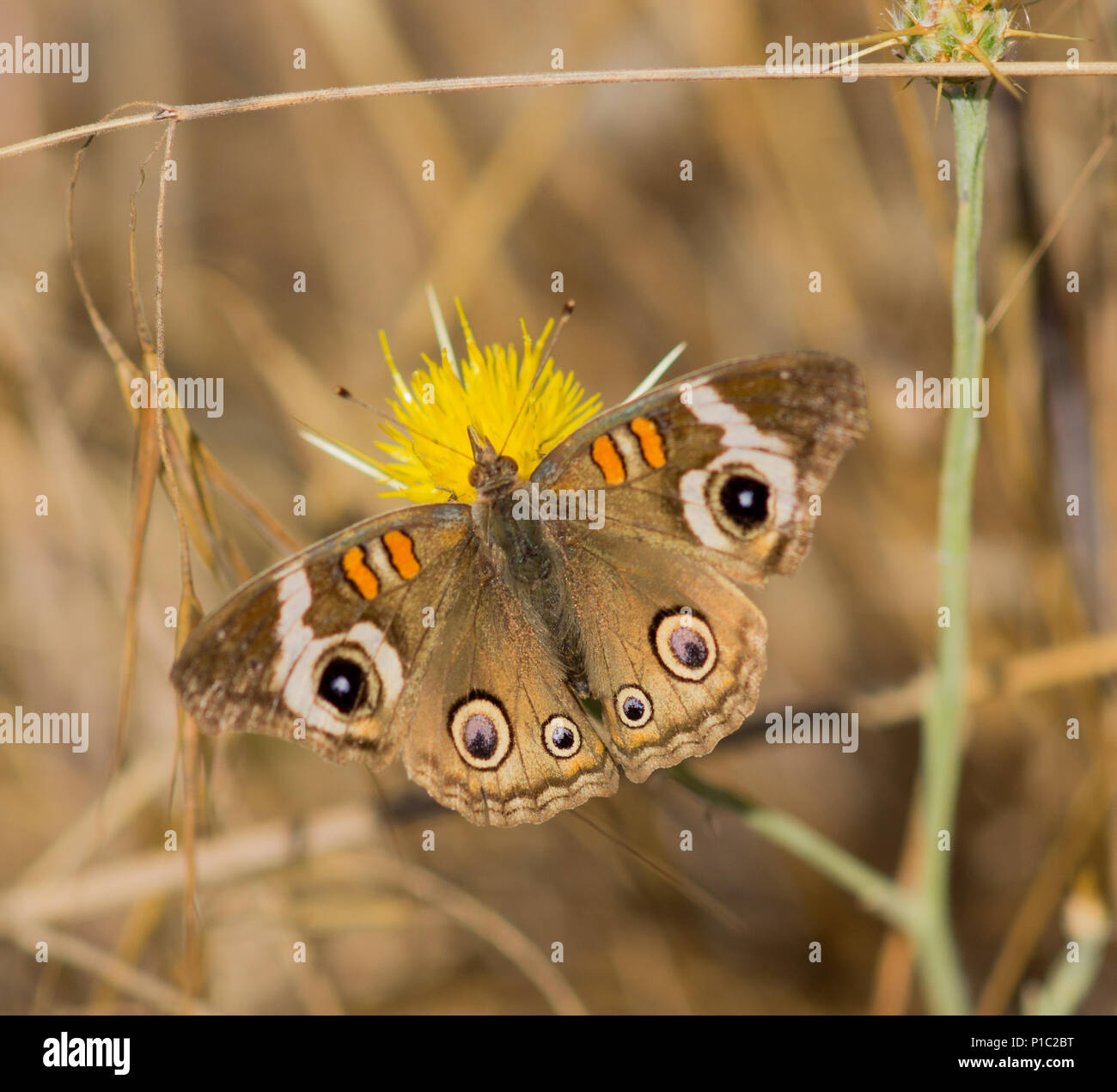 Common Buckeye (Junonia coenia) feeds on yellow flower. Stock Photo