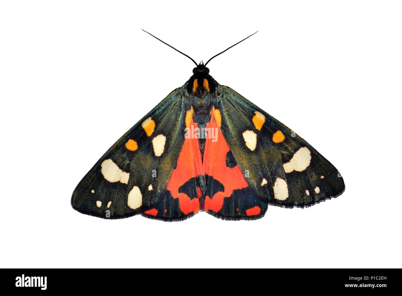 Scarlet Tiger Moth - Callimorpha dominula Stock Photo