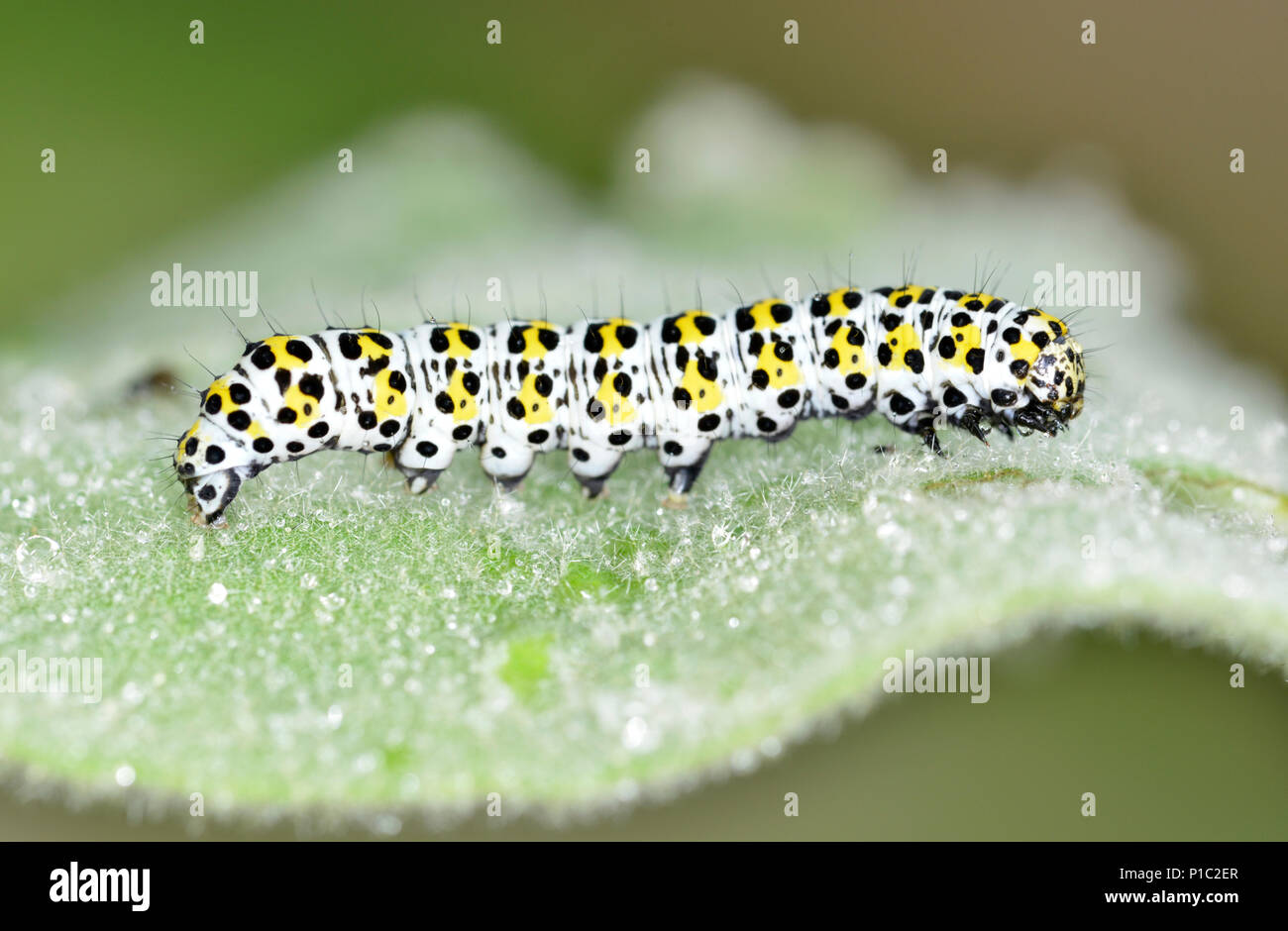 Mullein Moth caterpillar - Cucullia verbasci Stock Photo