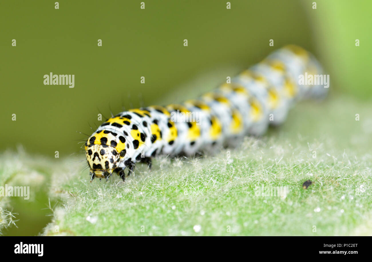 Mullien Moth caterpillar - Cucullia verbasci Stock Photo