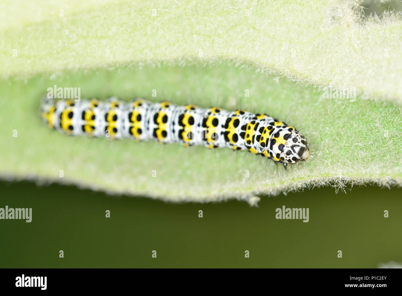 Mullein Moth caterpillar - Cucullia verbasci Stock Photo