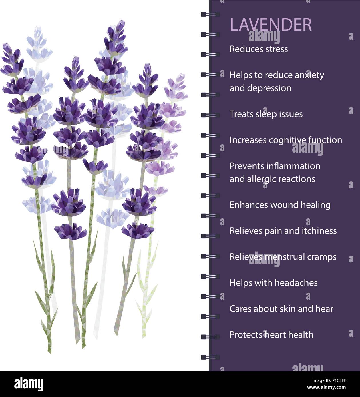 Lavender isolated on white background vector illustration Stock Vector