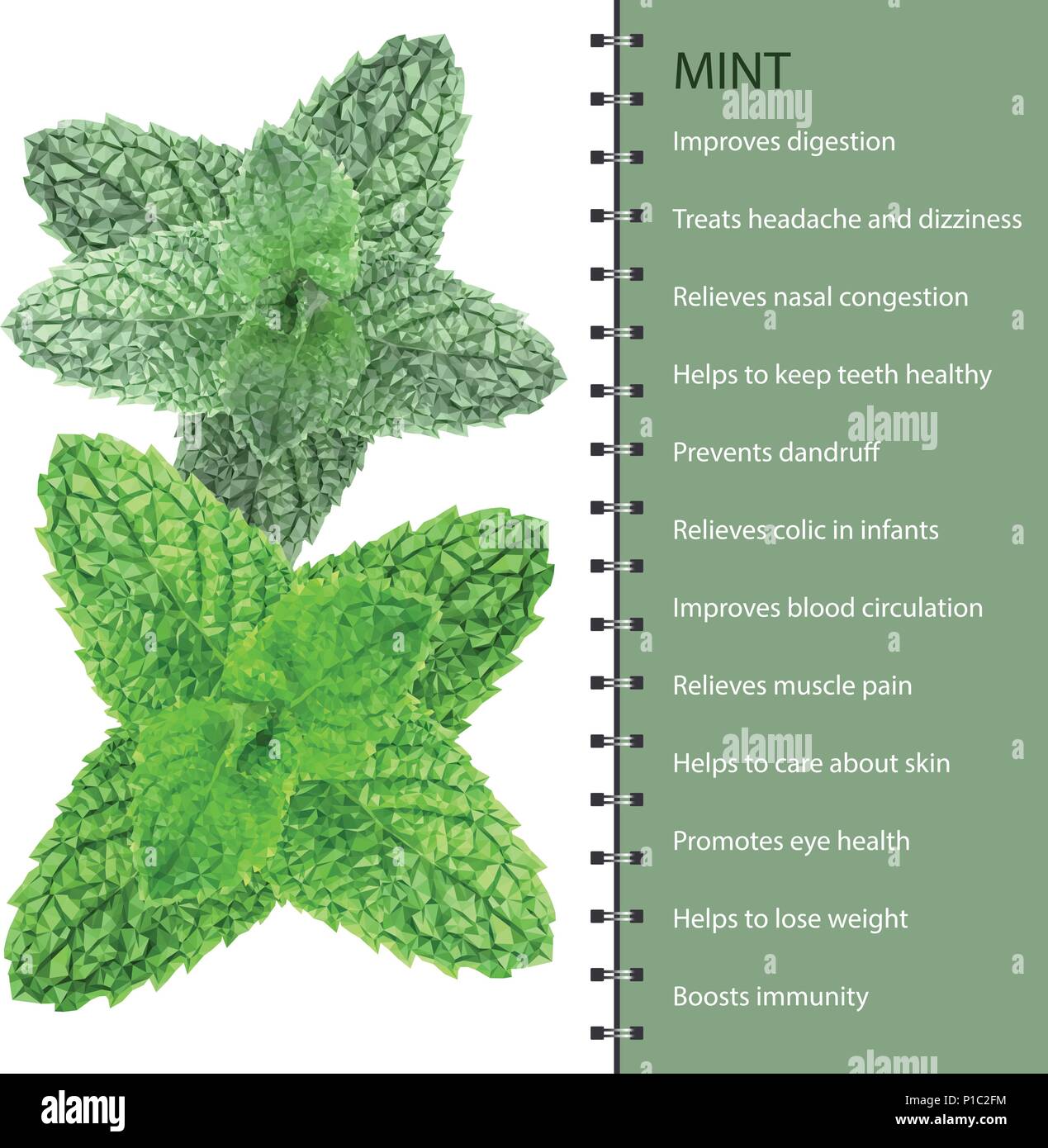 Polygonal realistic vector fresh mint leaves on a white background Stock Vector