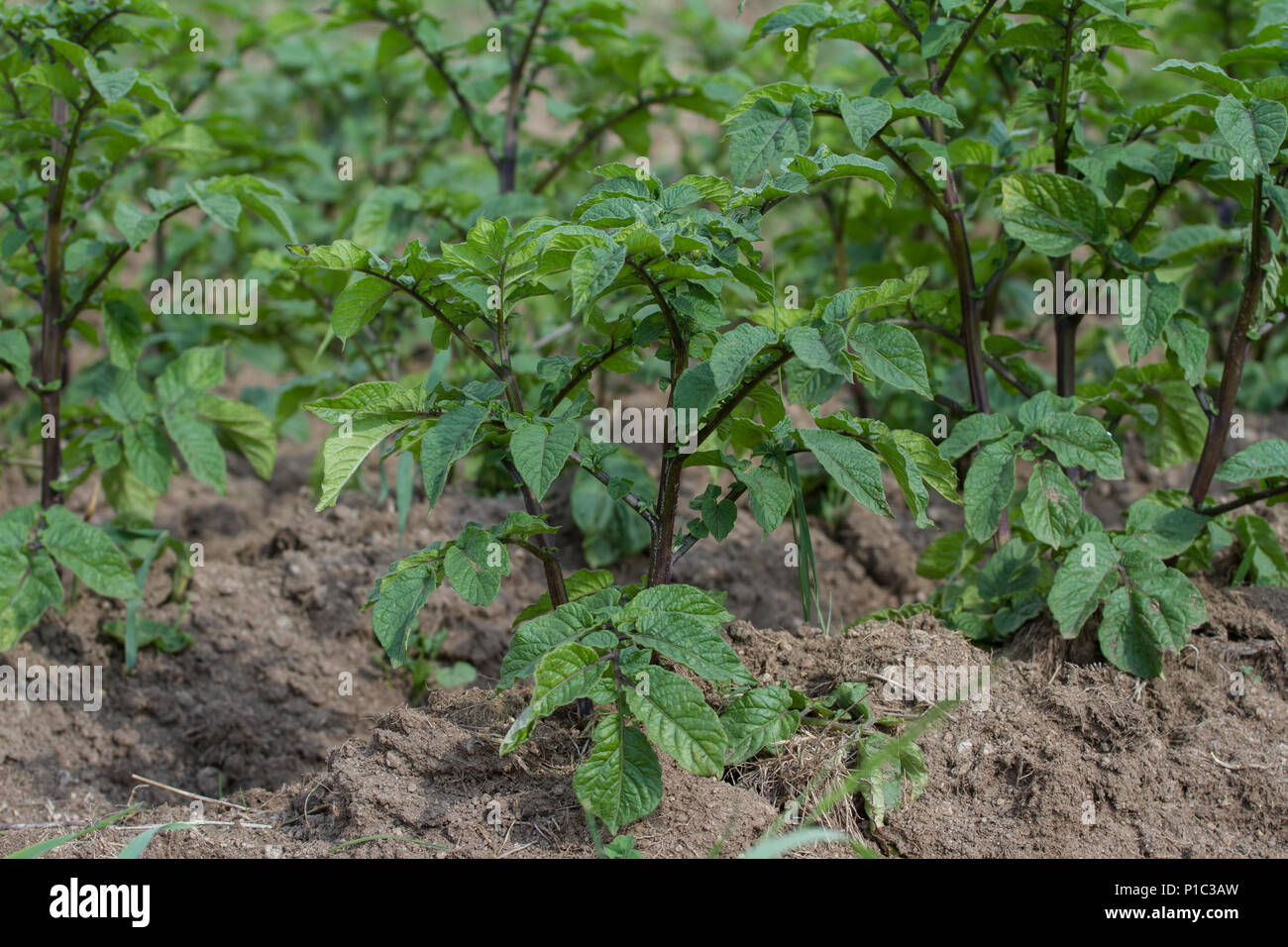 Kartoffel hi-res stock photography and images - Alamy