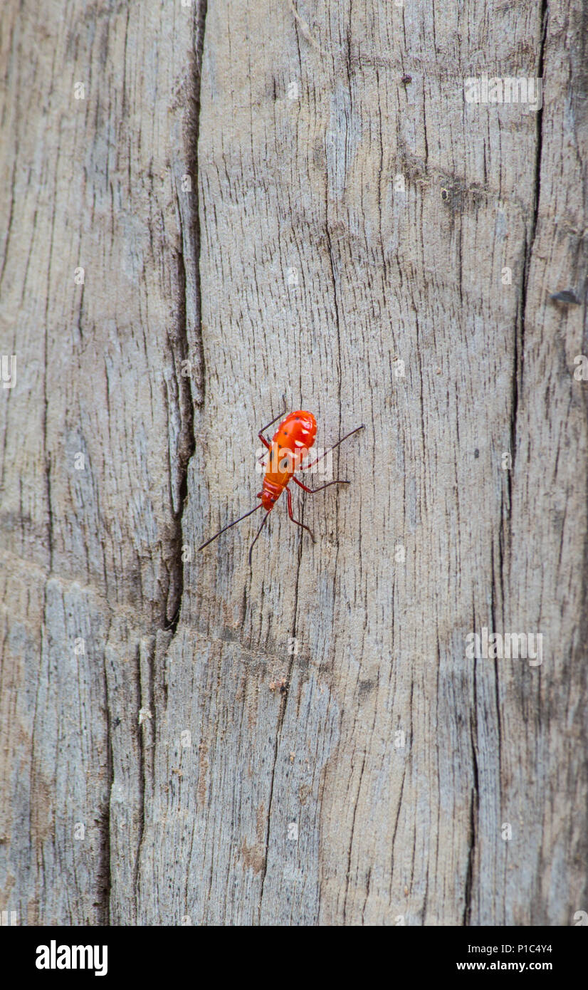 Kapok bug on wood, Probergrothius nigricornis, a common man-faced