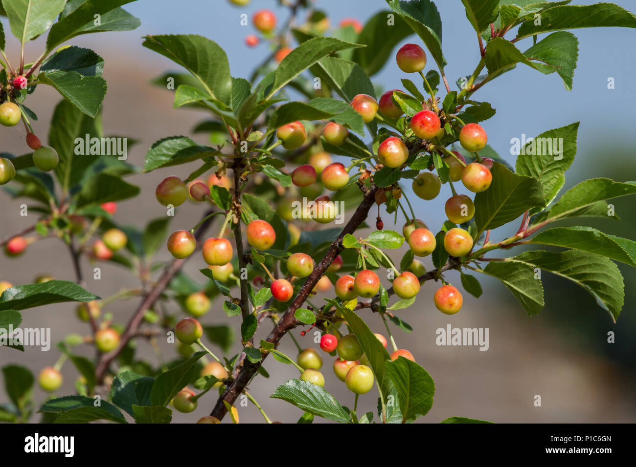 Young sour cherry tree Stock Photo