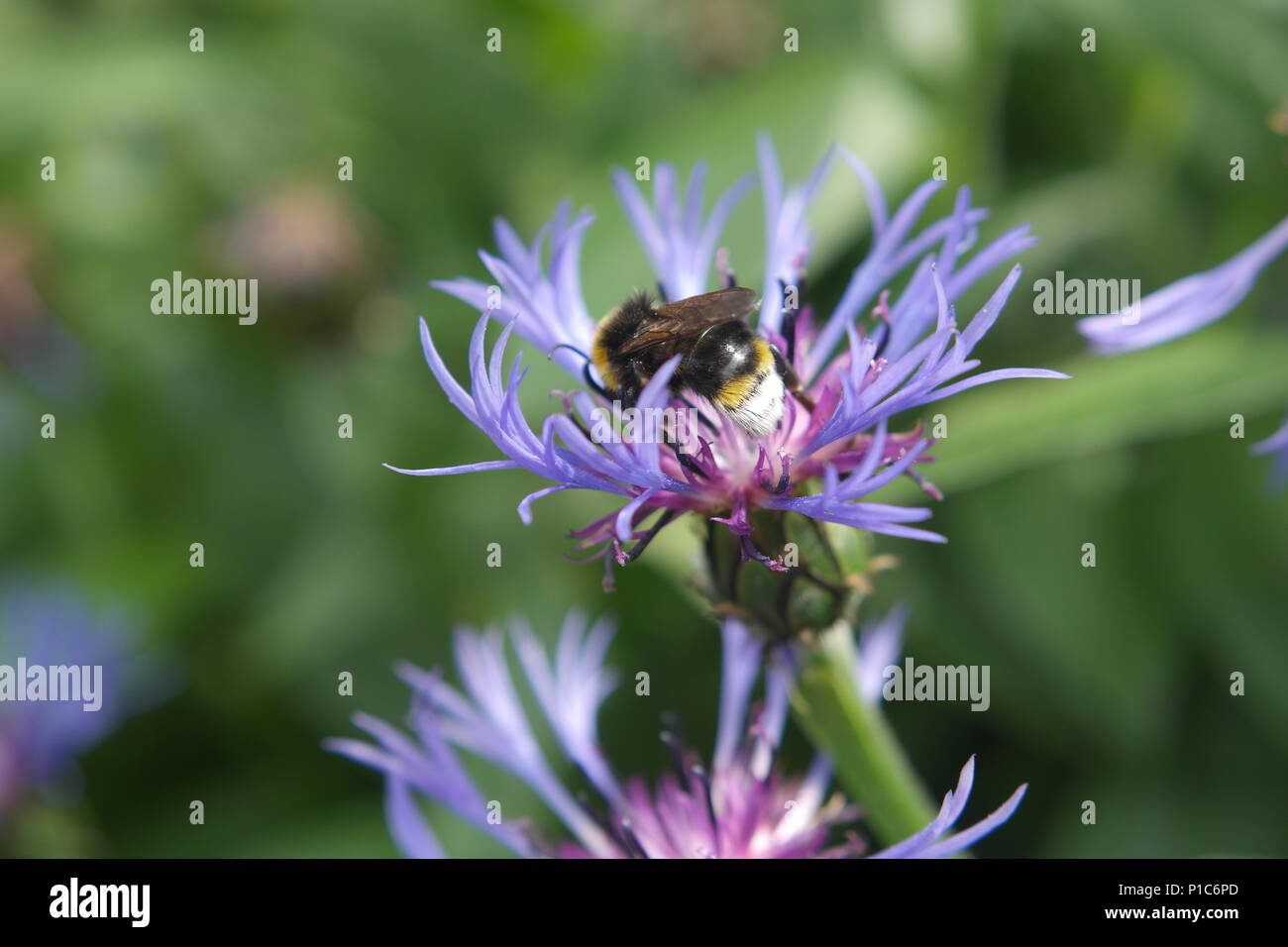 Bee on purple and pink wild flower Stock Photo