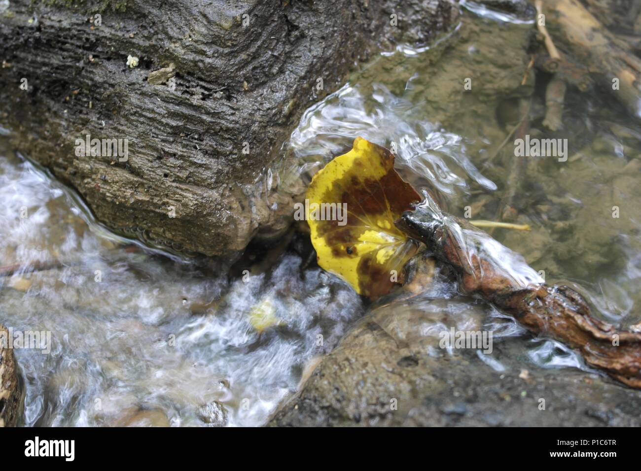 Small stream with running water, rocks and leaf Stock Photo