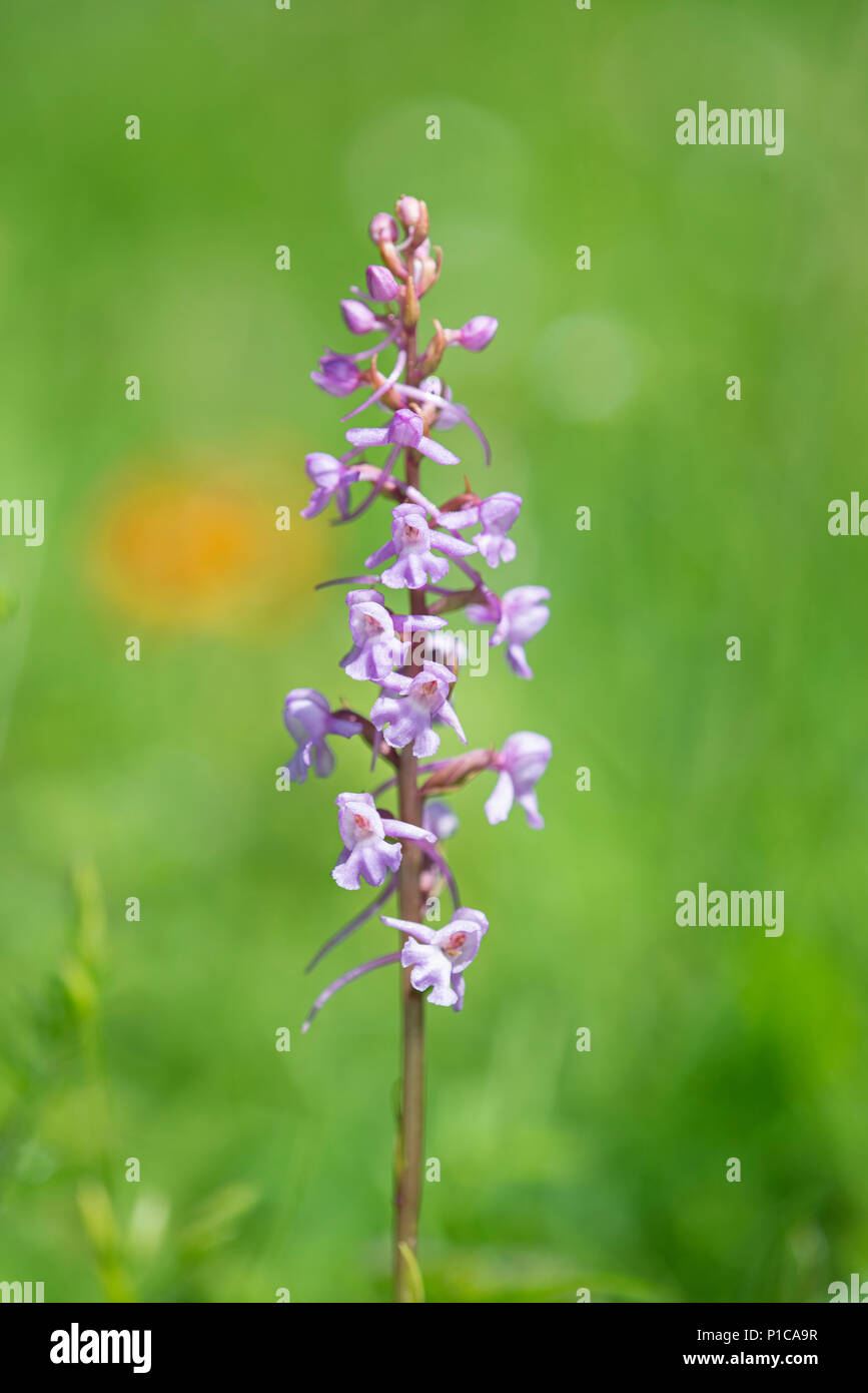 Fragrant Orchid: Gymnadenia conopsea. Noar Hill, Hampshire, UK Stock Photo