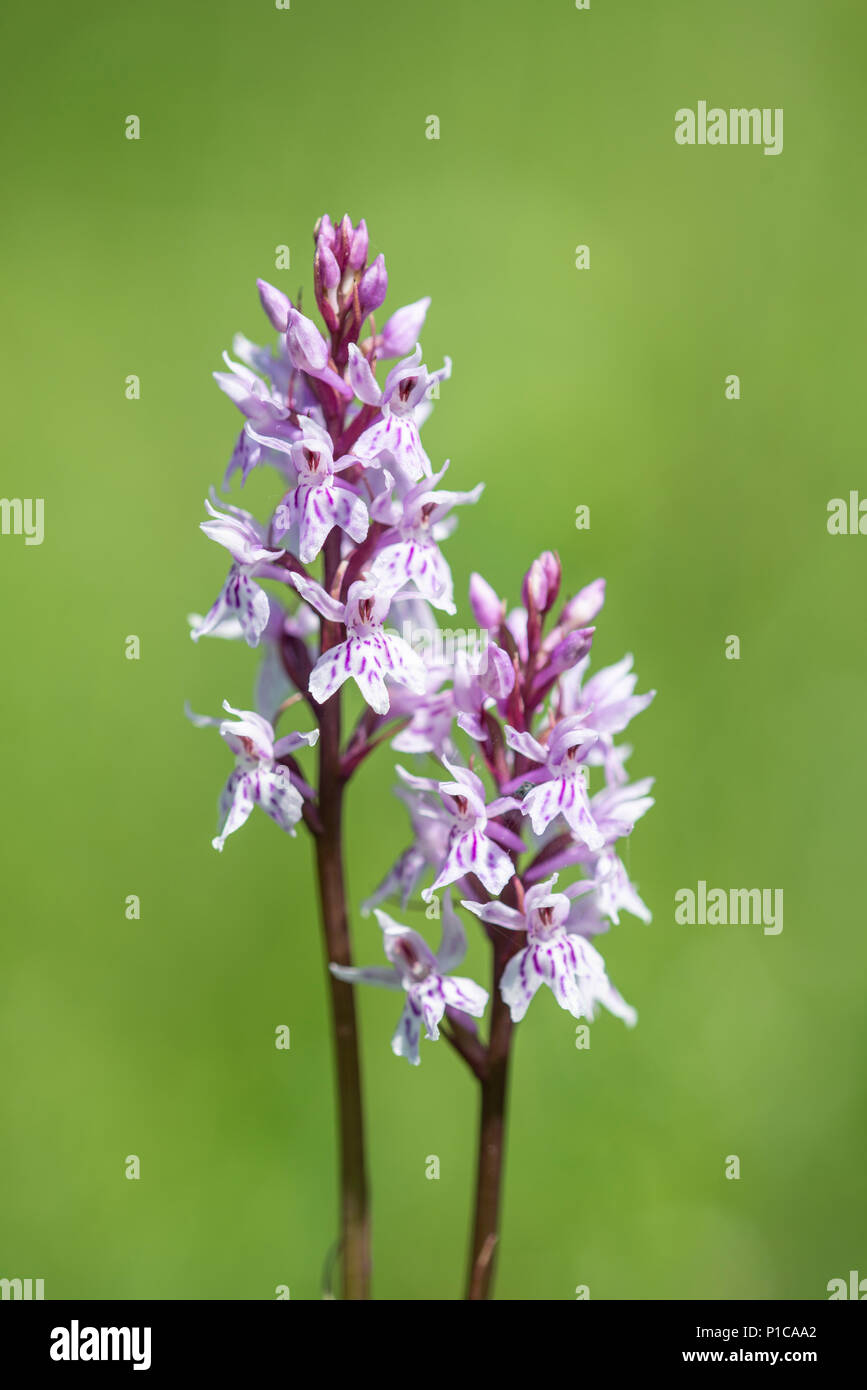 Common Spotted Orchid: Dactylorhiza, fuchsii. Noar Hill, Hampshire, UK Stock Photo