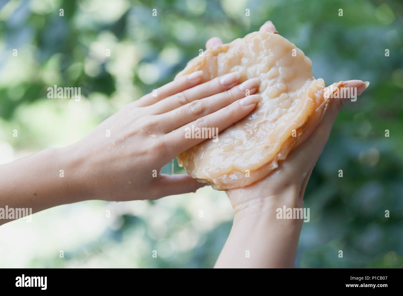 Young woman holding a kombucha bacteria before immersing into a tea jar. Stock Photo