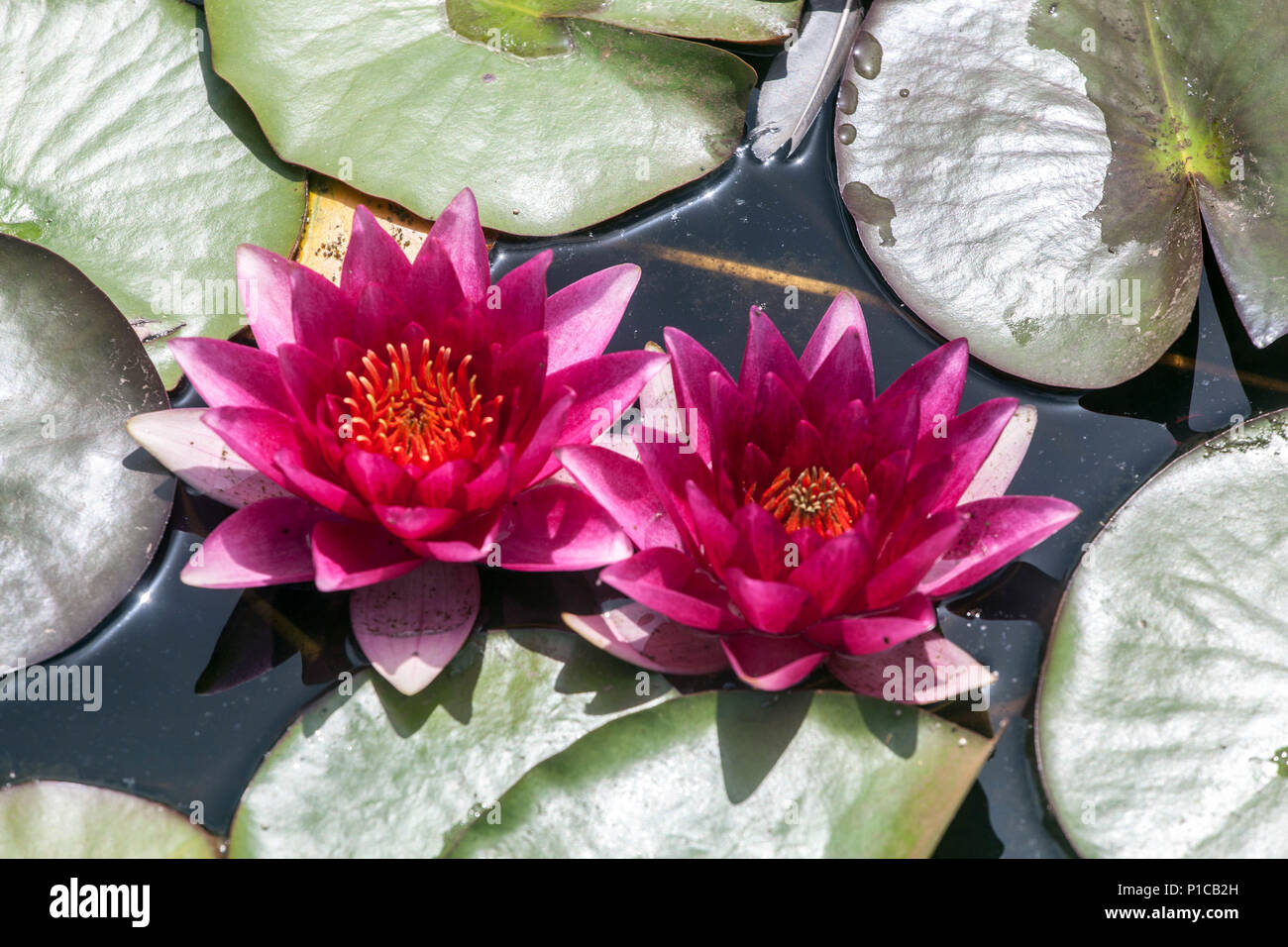 A red Hardy Water Lily Nymphaea in a garden pond Stock Photo