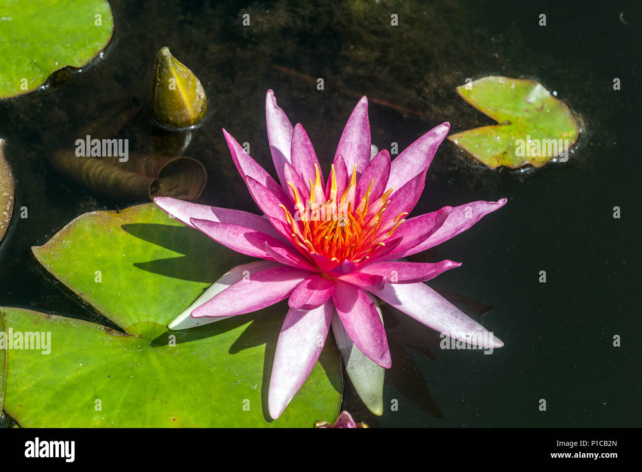 A pink water lily flower in a garden pond Stock Photo