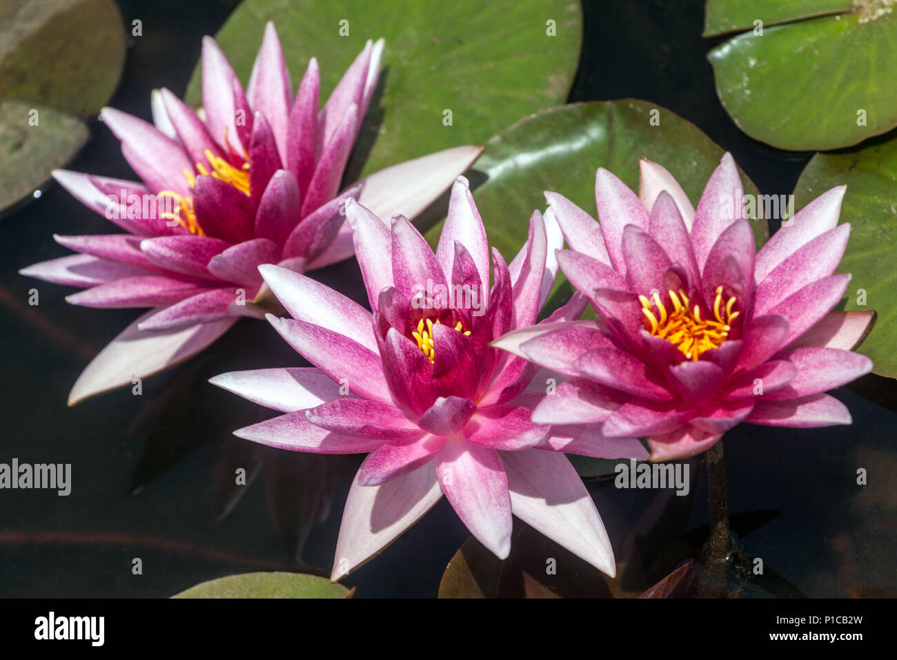 Three Hardy Water Lily flowers in a garden pond, water plants, water lily's Stock Photo