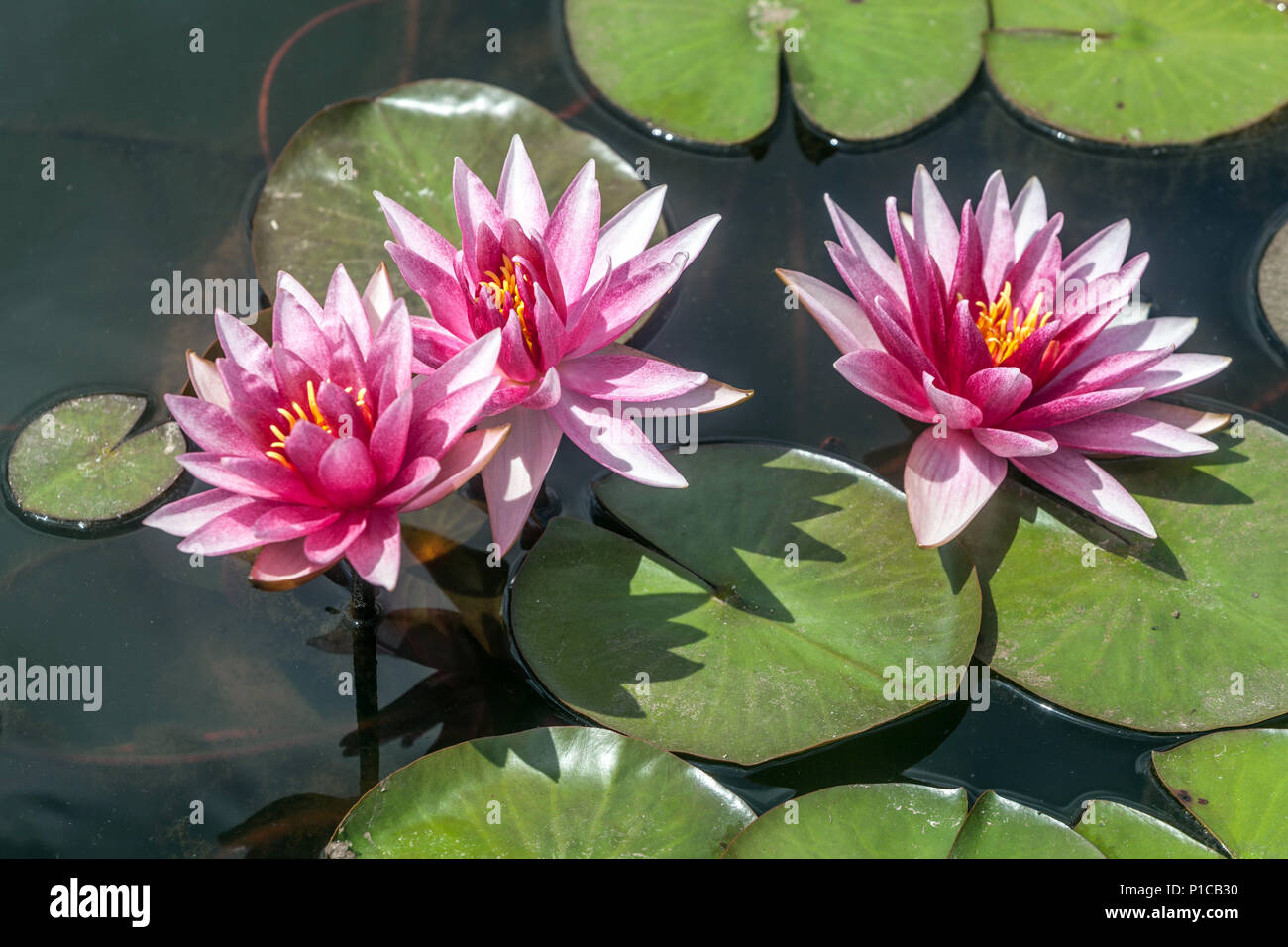 A pink Hardy Water Lily flowers in water, garden pond Stock Photo