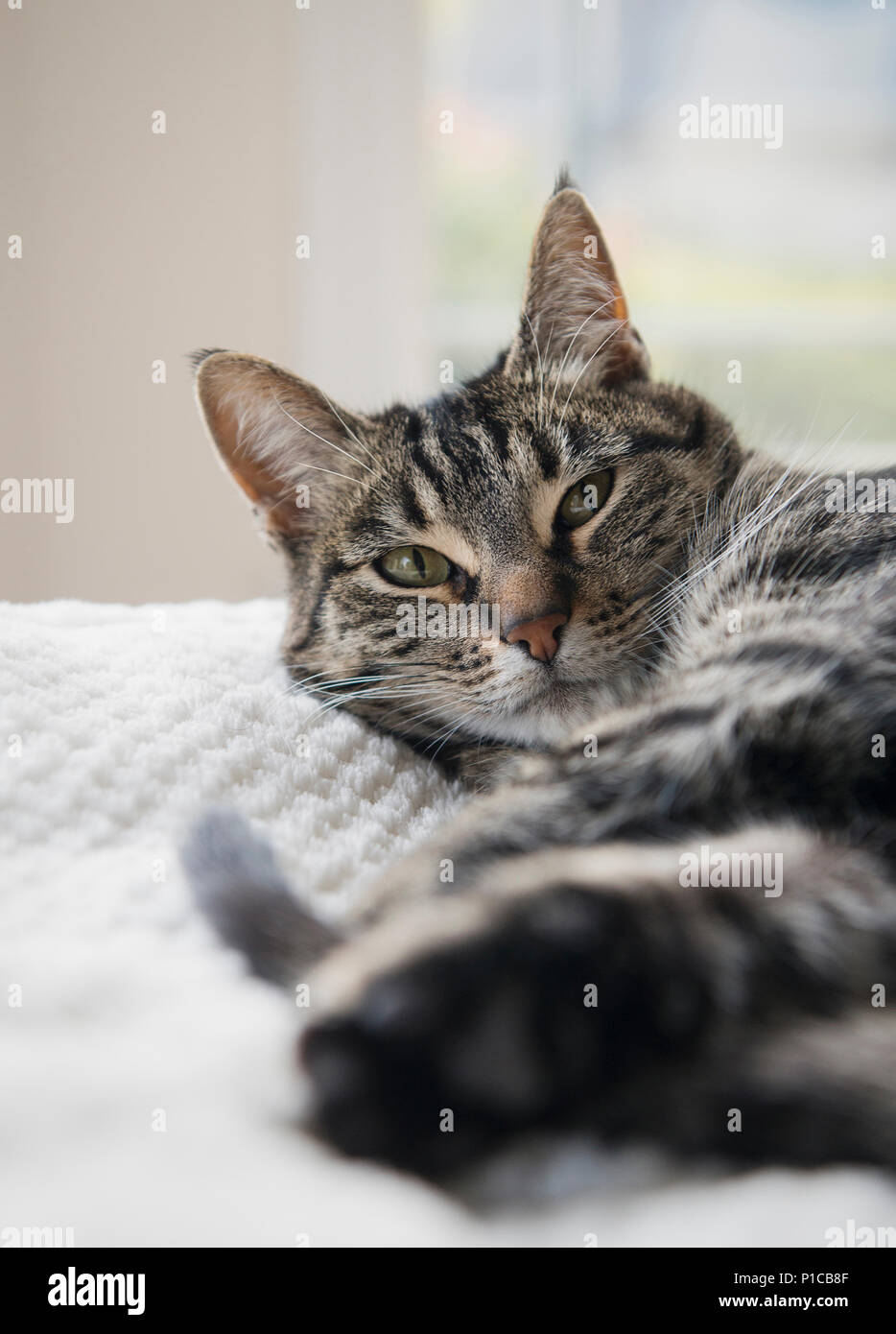 A sleepy cat laying on a bed. Stock Photo