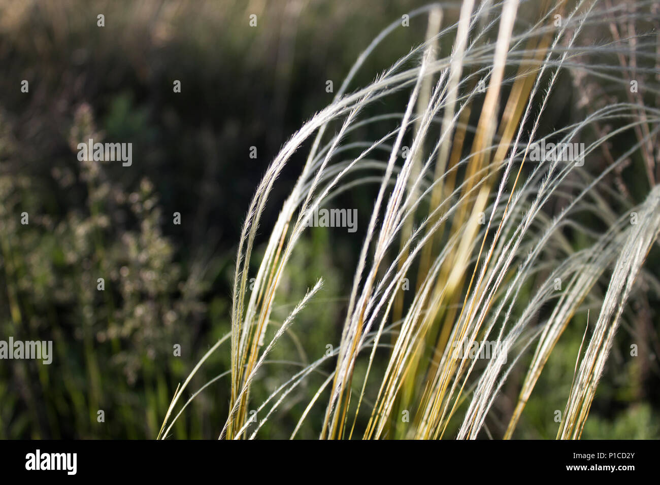 Feather grass. Selective focus. Nature background. Stipa. Stock Photo