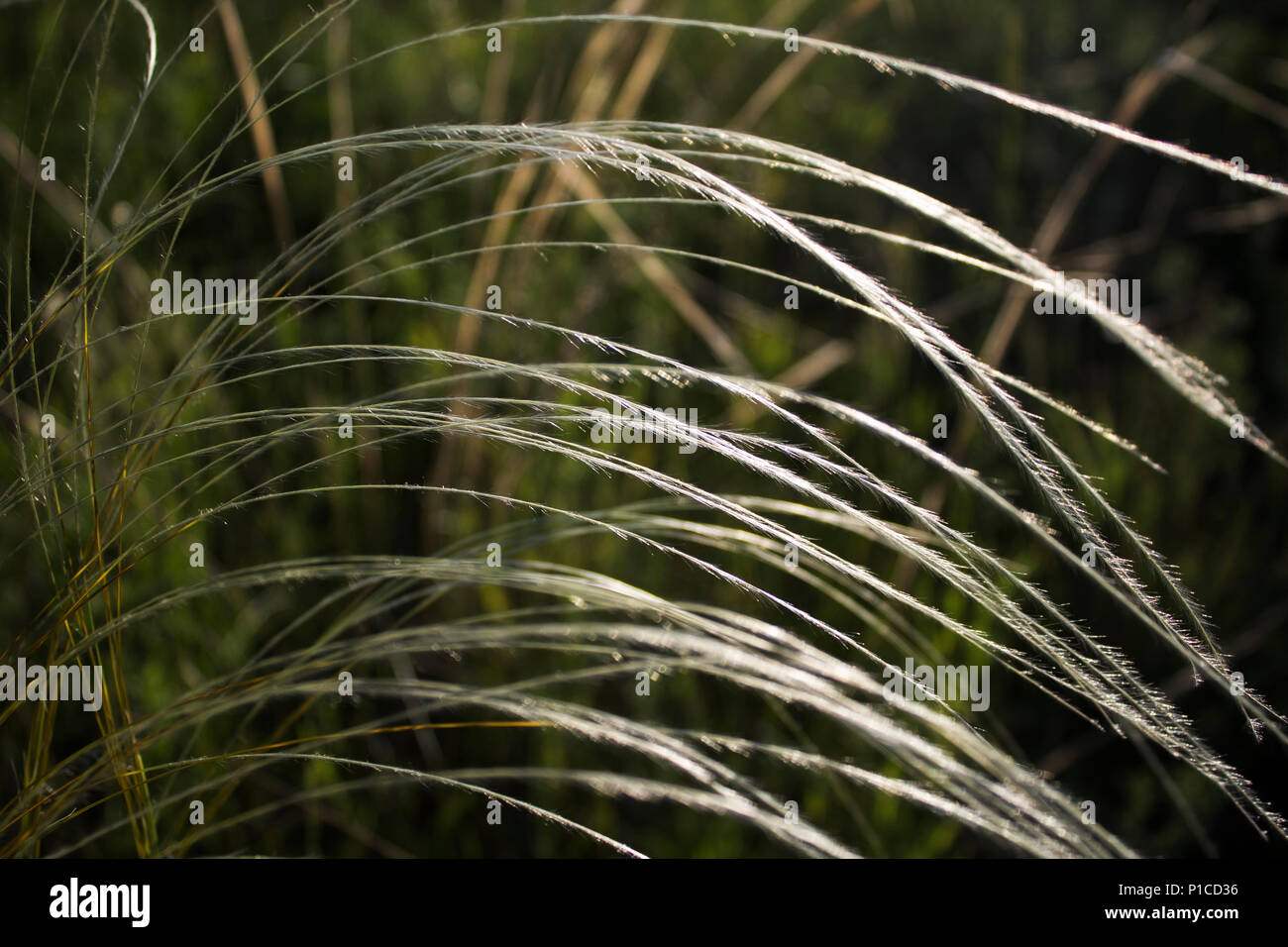 Stipa or Feather grass. Selective focus. Field grass. Stock Photo