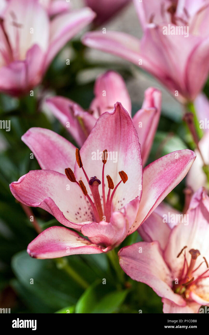 Lilium "Confetti Joy" Asiatic lilies, Lilium pink flower, Lily flower