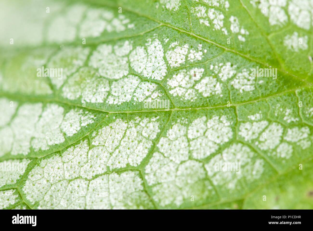 Lungwort (Pulmonaria): a close up on the patterning of leaves Stock Photo