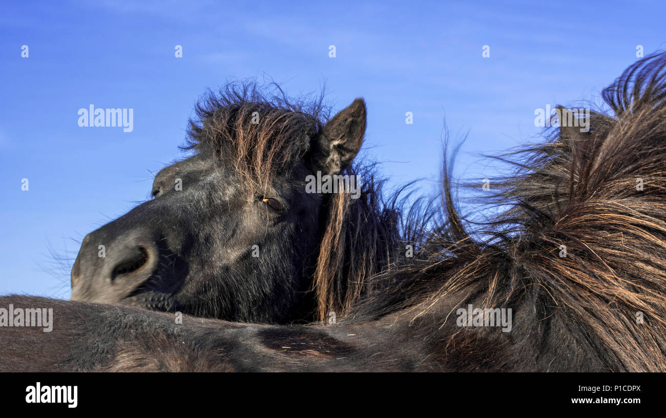 Close up of two black Shetland ponies, Shetland Islands, Scotland, UK Stock Photo