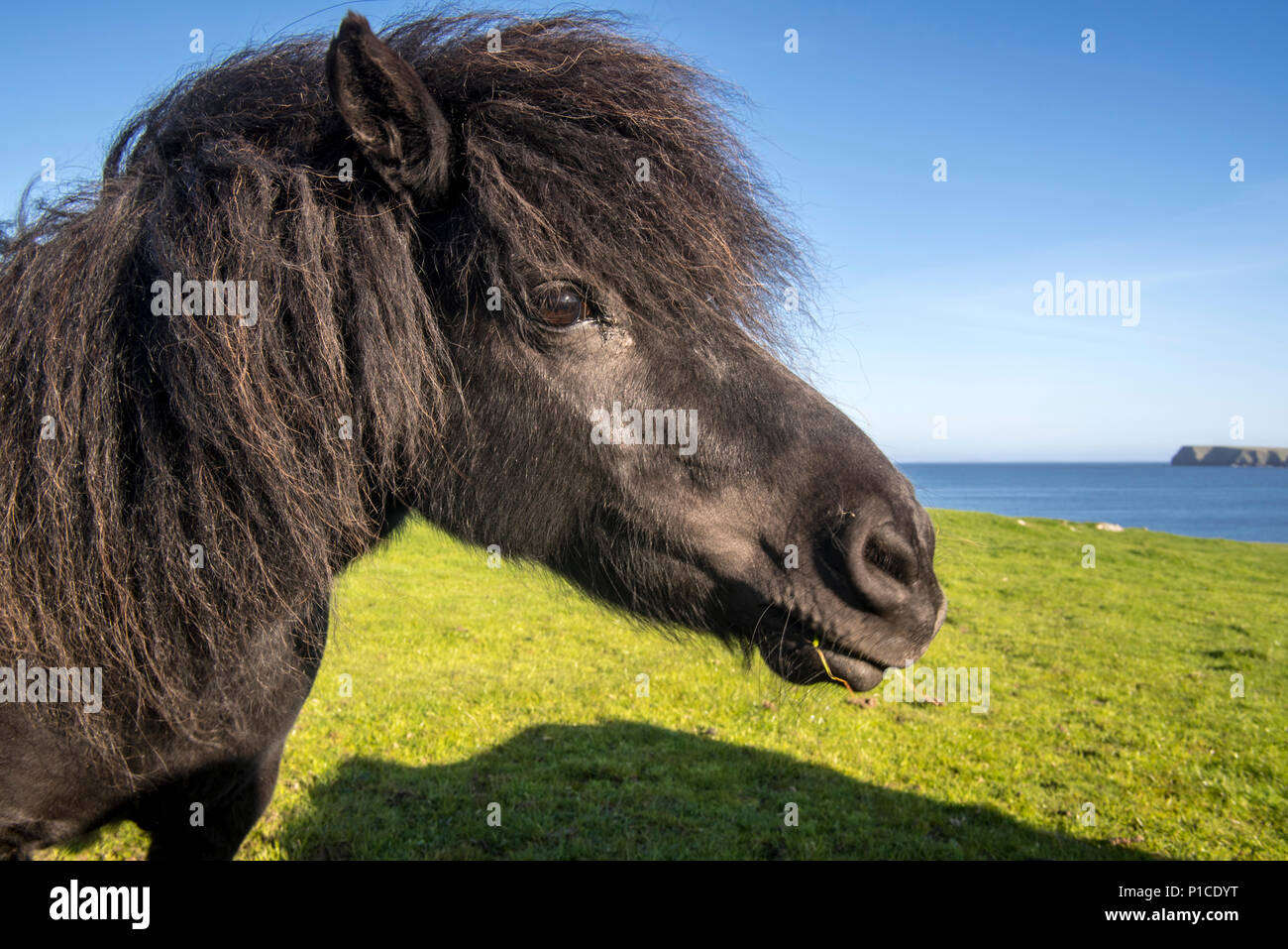 Close up of black Shetland pony in field along the coast on the Shetland Islands, Scotland, UK Stock Photo
