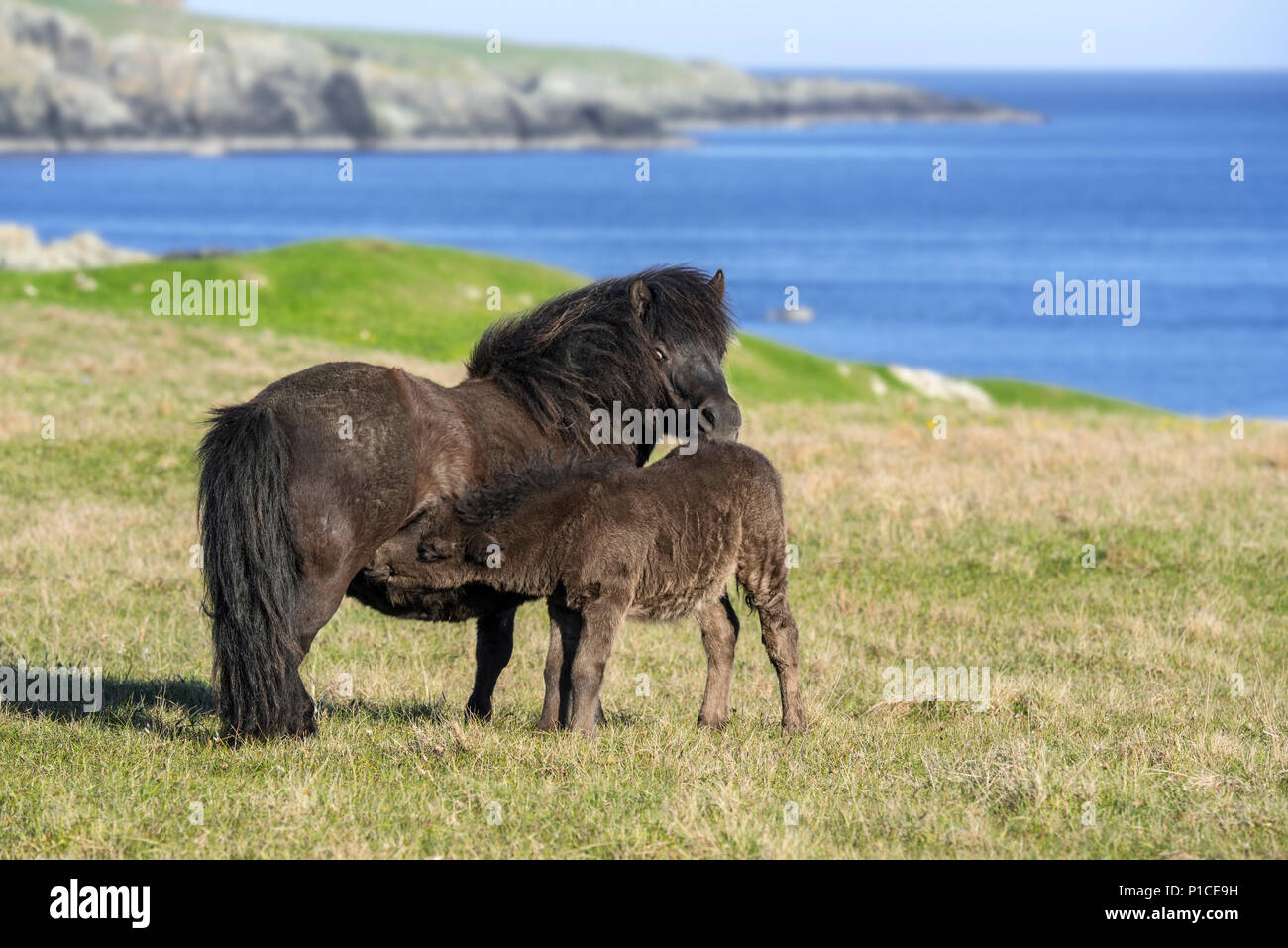 Black Shetland pony mare nursing foal in grassland  along the coast on the Shetland Islands, Scotland, UK Stock Photo