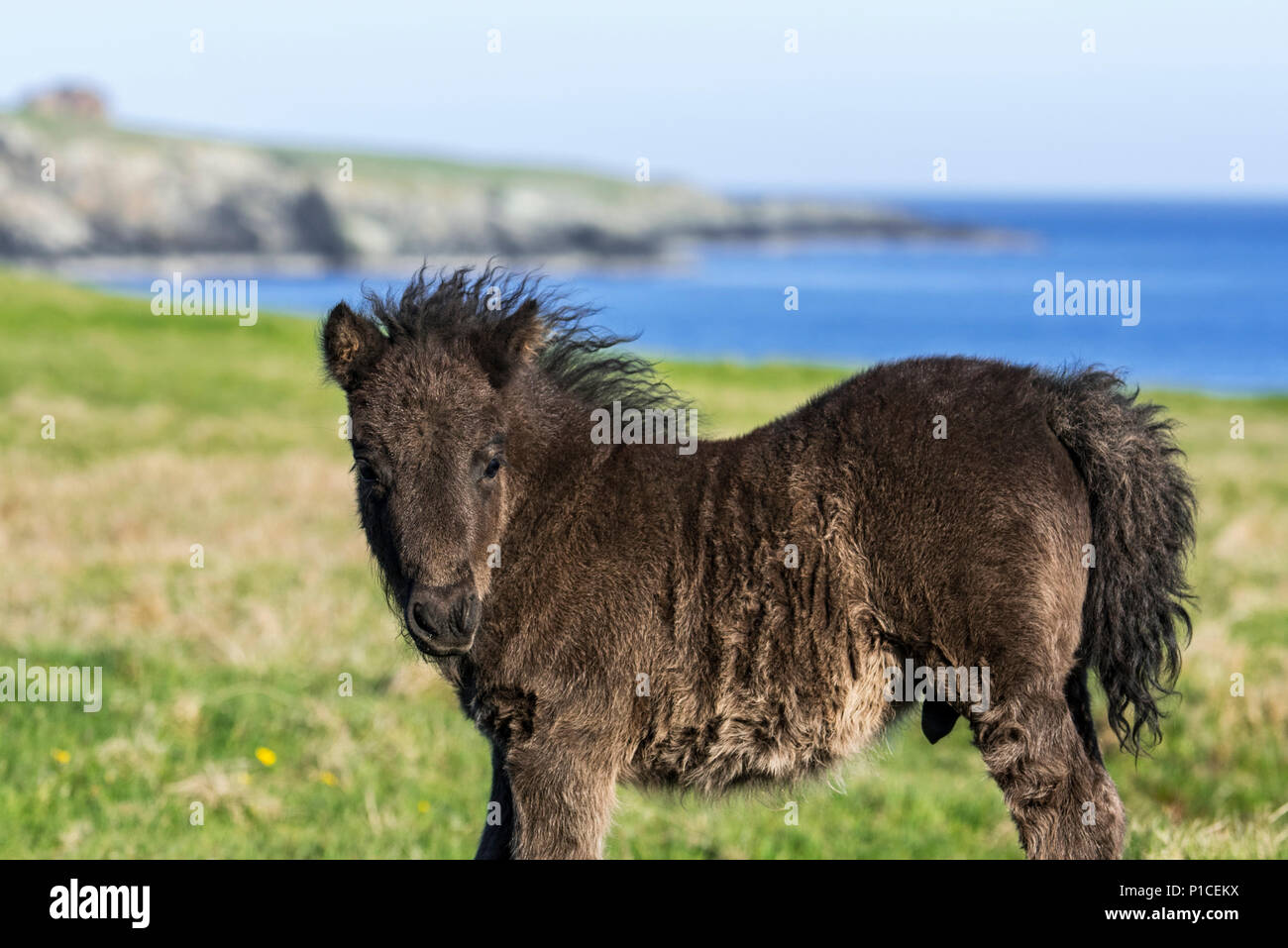 Black Shetland pony foal in field along the coast on the Shetland Islands, Scotland, UK Stock Photo