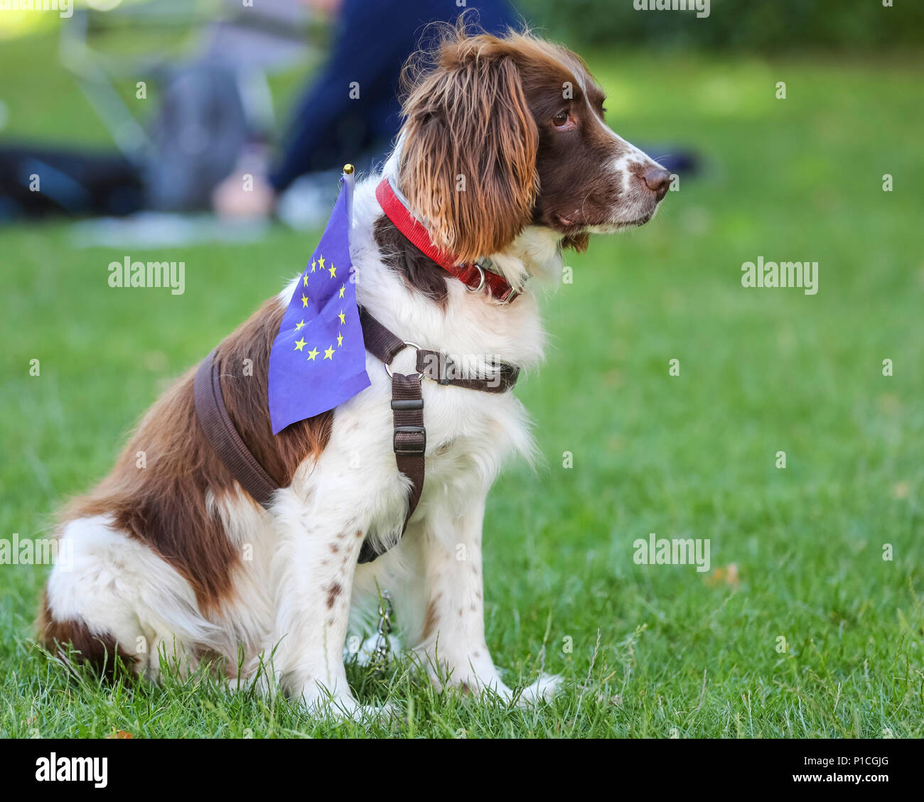 Westminster, London, UK, 11th June 2018. Biscuit, a beautiful 11 year old spaniel, has his paws firmly on the remain side of Brexit. On the day before  MPs are set to start voting on amendments to the EU Withdrawal Bill put forward by the House of Lords, anti-brexit groups stage a 36 hour 'Remainathon' in Westminster. Four different groups, SODEM, No10Vigil, EU Flag Mafia and Stop Brexit hold protests at Parliament, a vigil at Downing Street and a torch lit evening march and sleepover to the Royal Courts of Justice. Credit: Imageplotter News and Sports/Alamy Live News Stock Photo