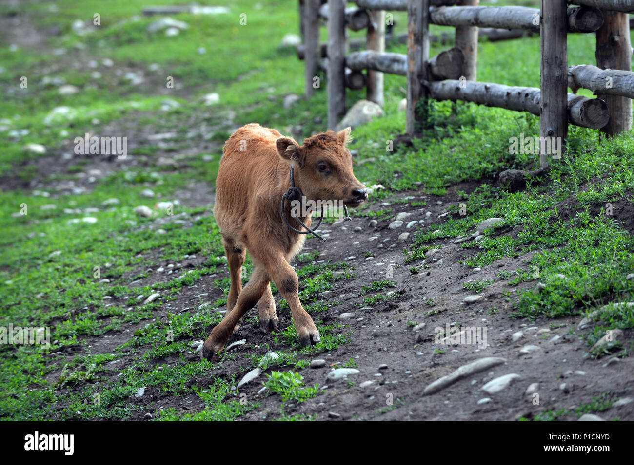 June 12, 2018 - Hemu, Hemu, China - Hemu, CHINA- Scenery of Hemu ...