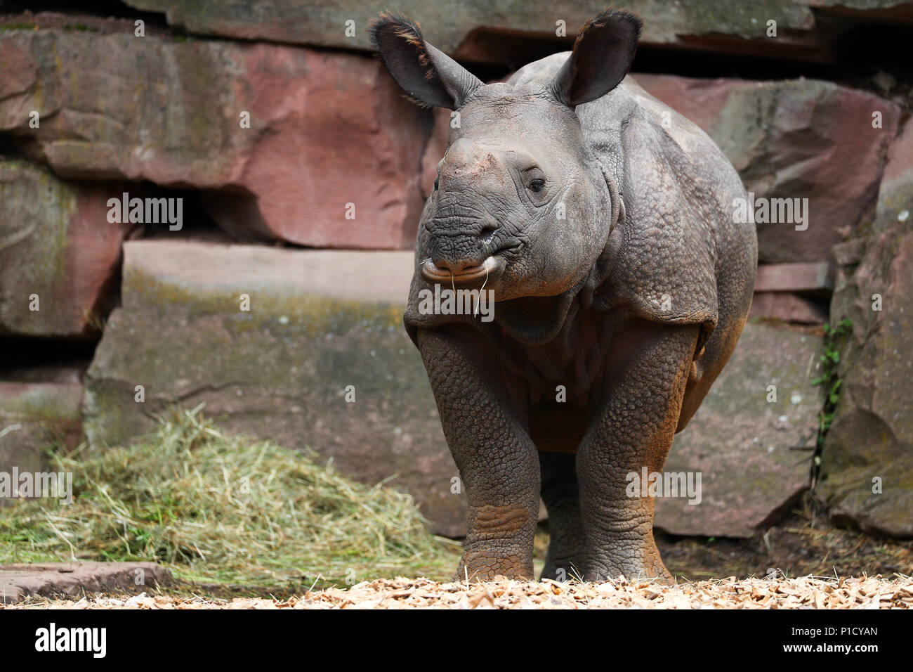 Second largest land animal hi-res stock photography and images - Alamy