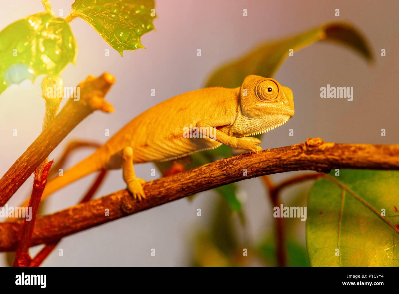 Beautiful chameleon hidden in the woods Stock Photo