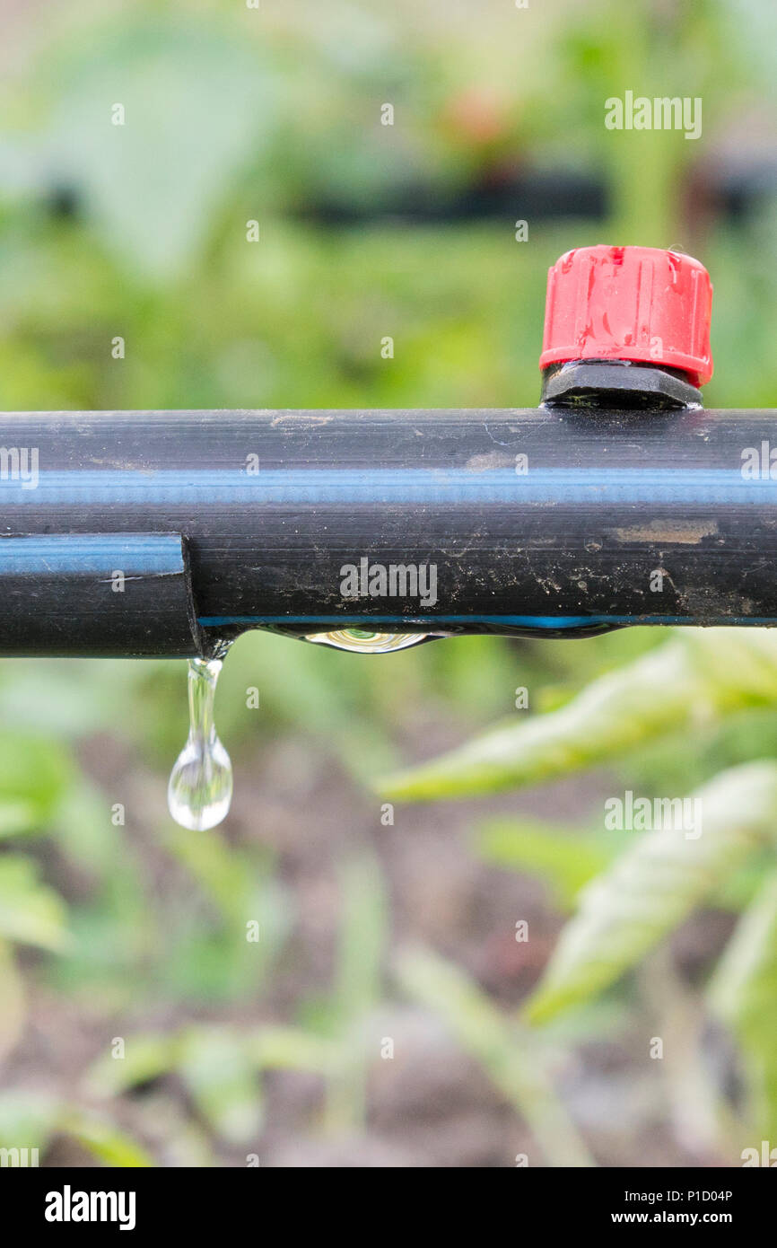 Drip irrigation on the bed. Seedlings of tomato prepared for planting