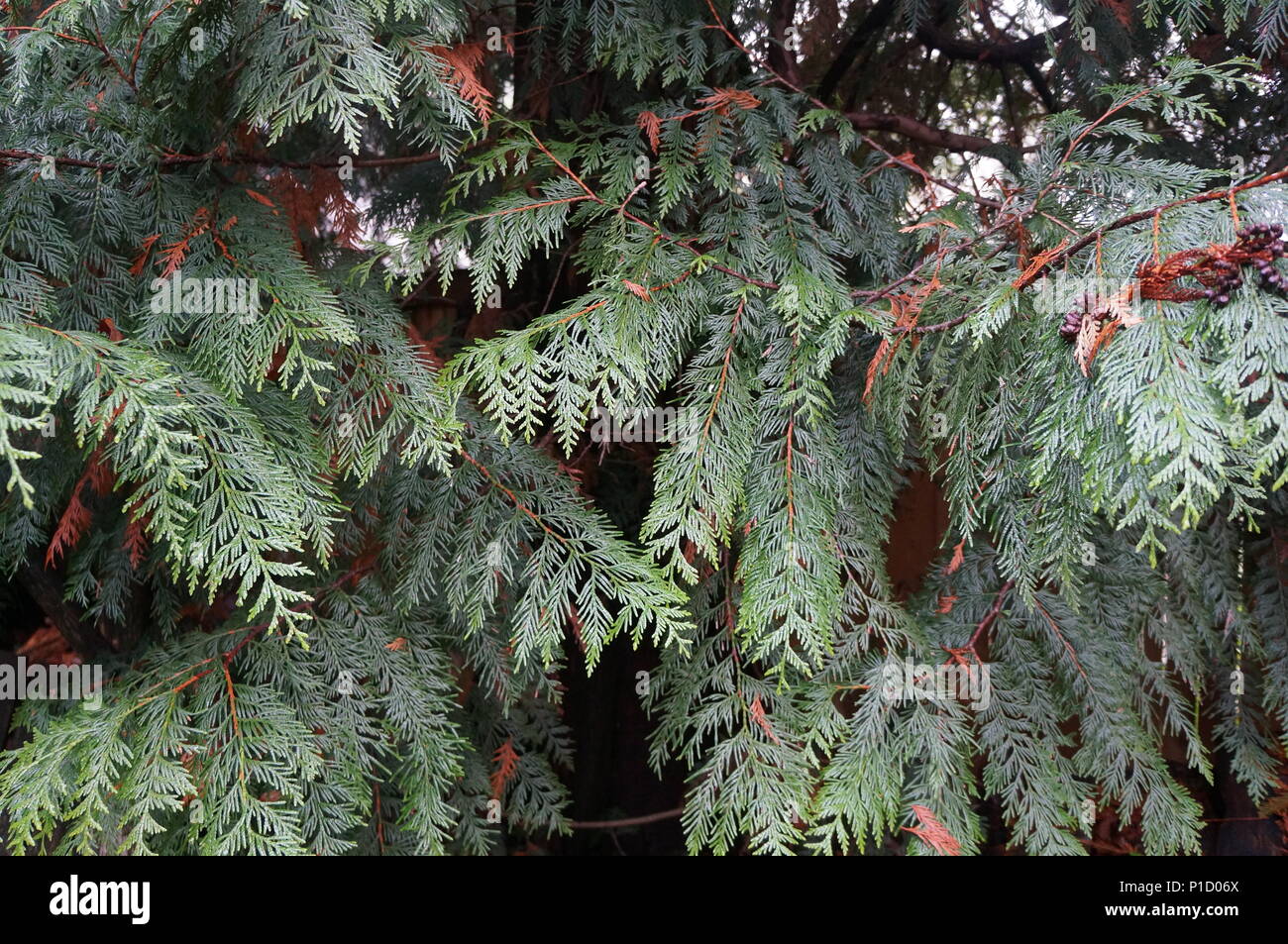 Beautiful cedar tree branches in Seattle, Washington. Stock Photo