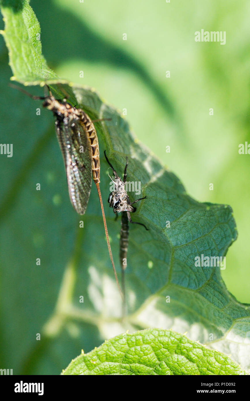 A mayfly on a leaf next to a moulted skin Stock Photo