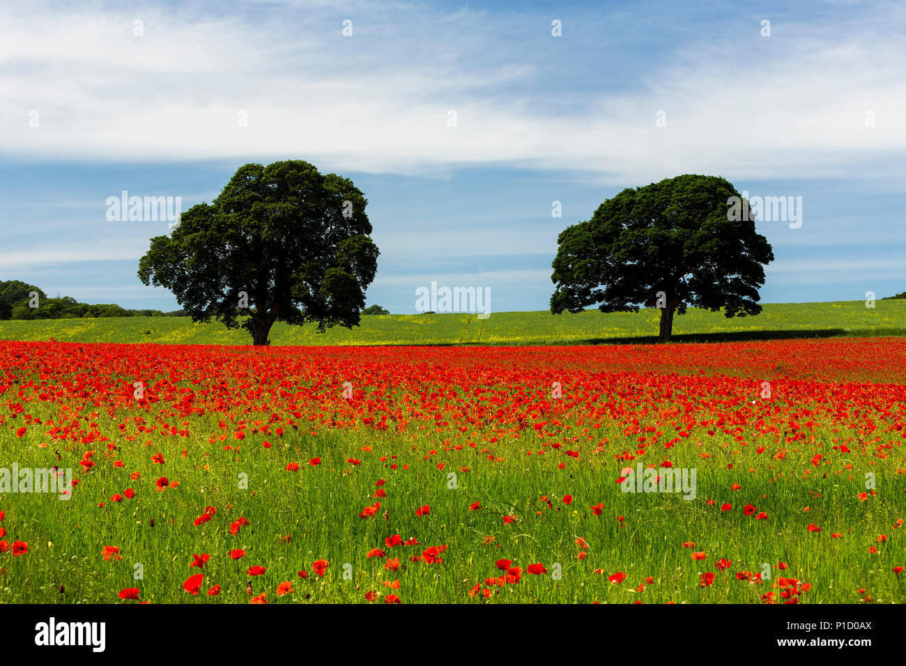 A poppy field in Northumberland, UK. Stock Photo