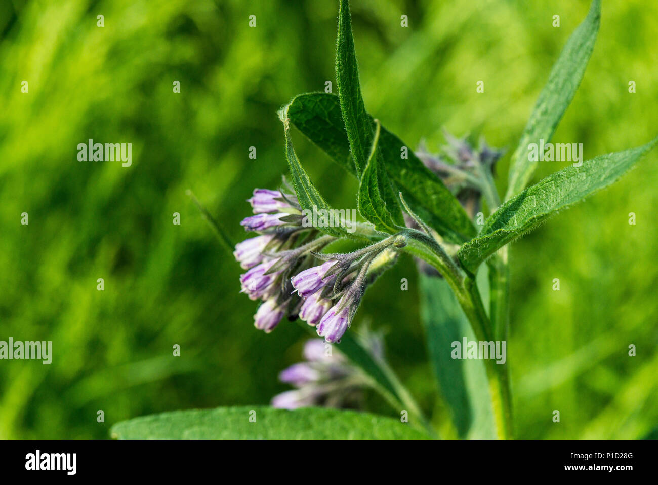The flower of a comfrey plant Stock Photo