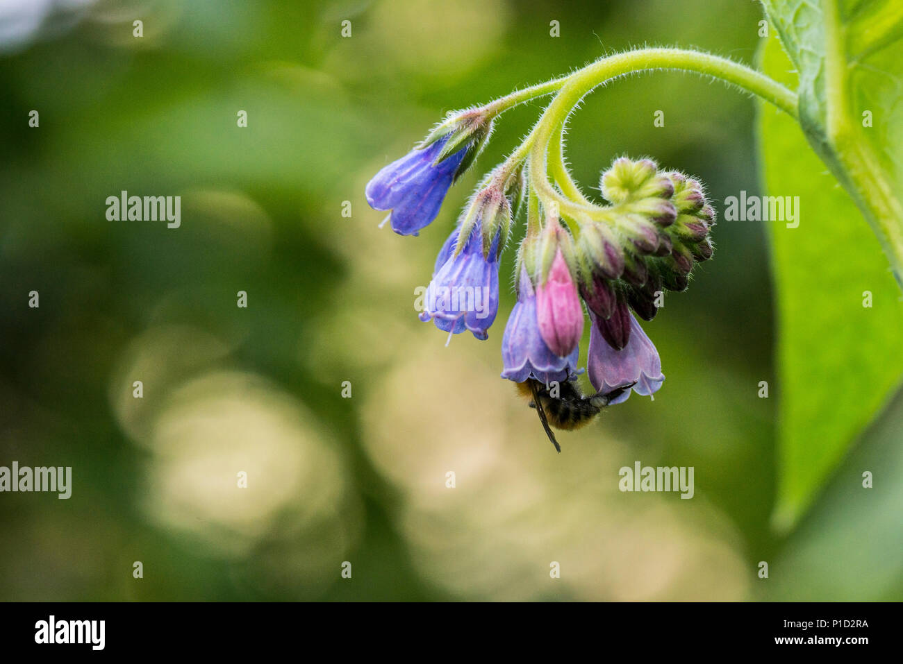 A bee on the flower of a comfrey plant Stock Photo