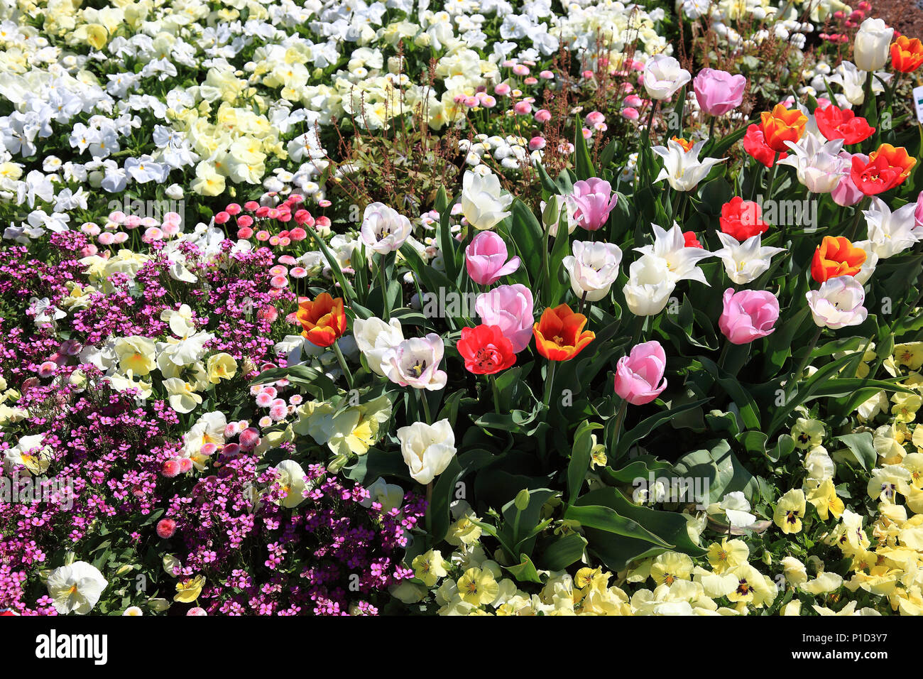 many colorful tulips in one area Stock Photo