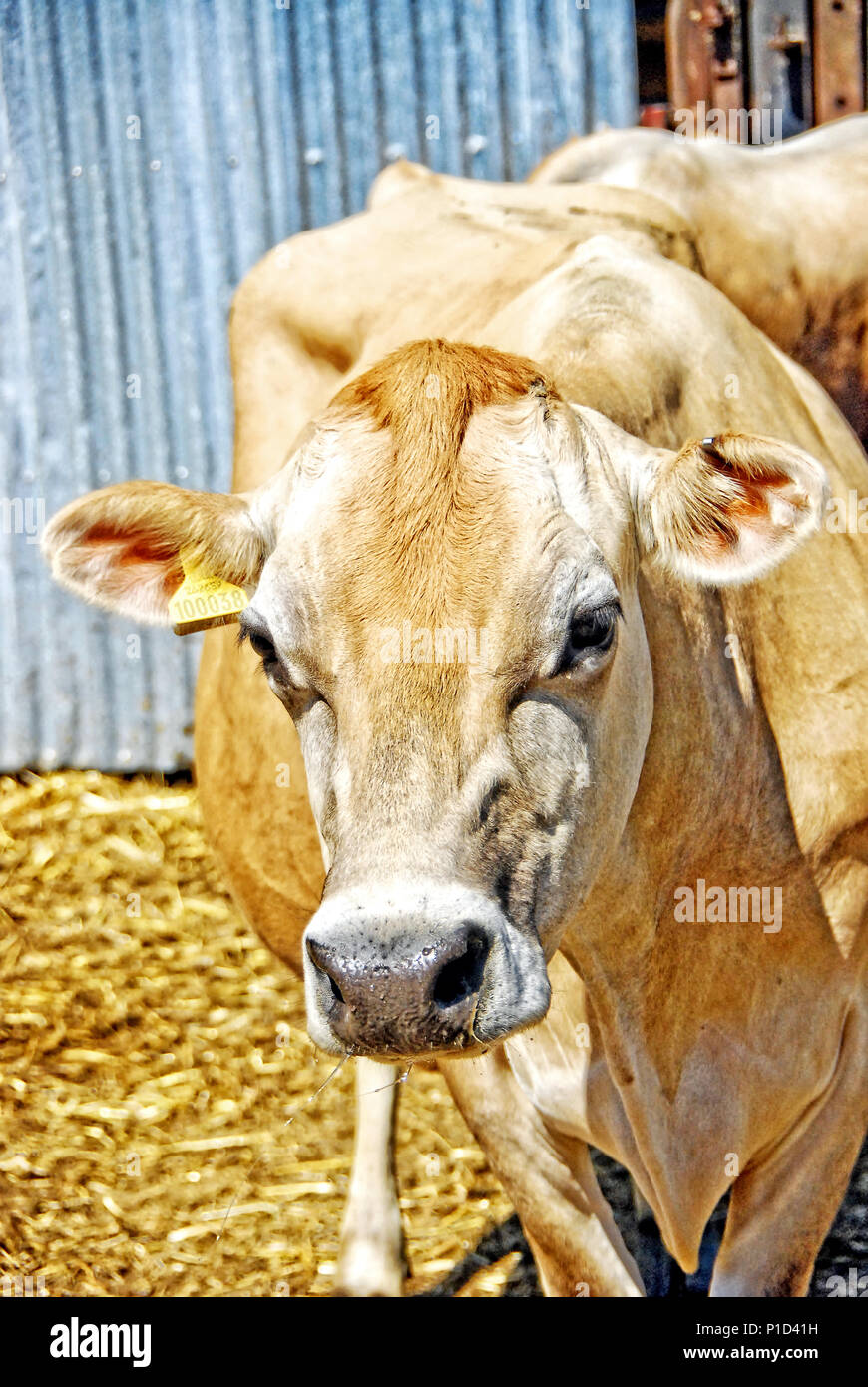 Jersey cow milk production hi-res stock photography and images - Alamy