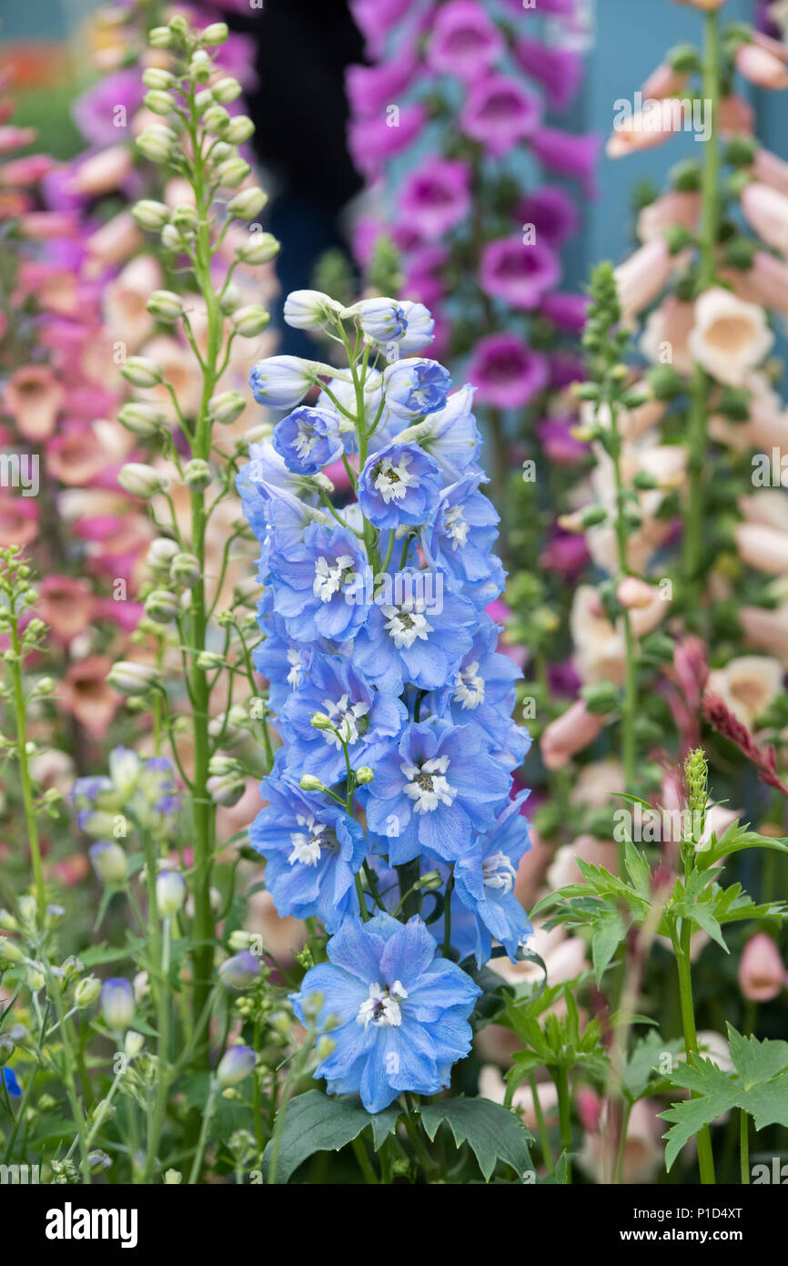 Delphinium magic fountains sky blue white bee on a display at a flower show. UK Stock Photo