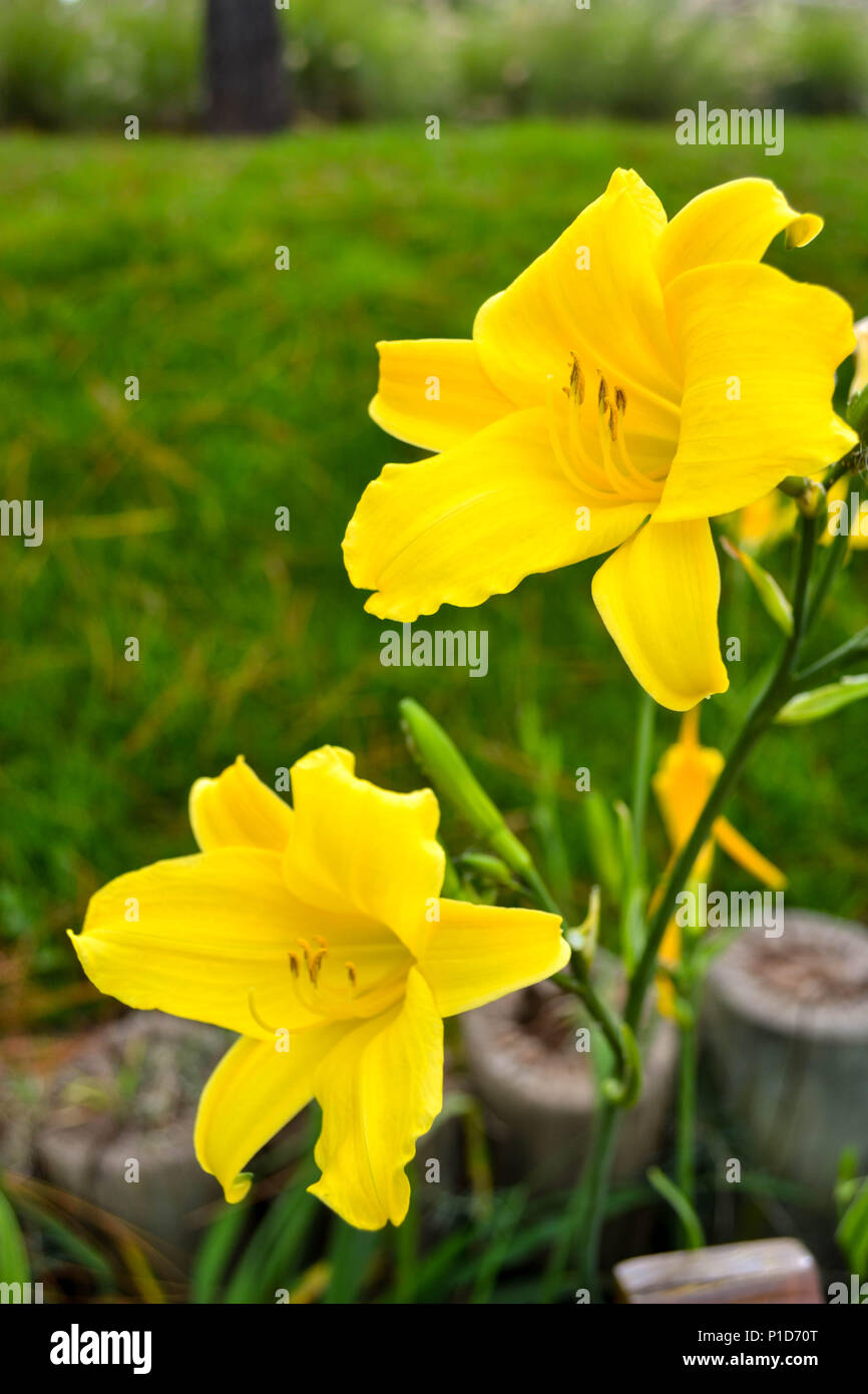 Yellow Flowers Stock Photo