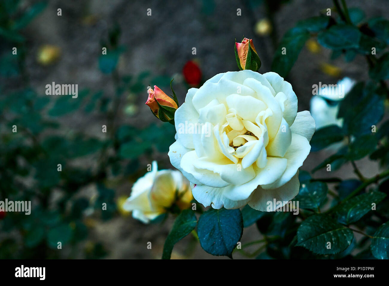 Rose captured in brooding light Stock Photo - Alamy