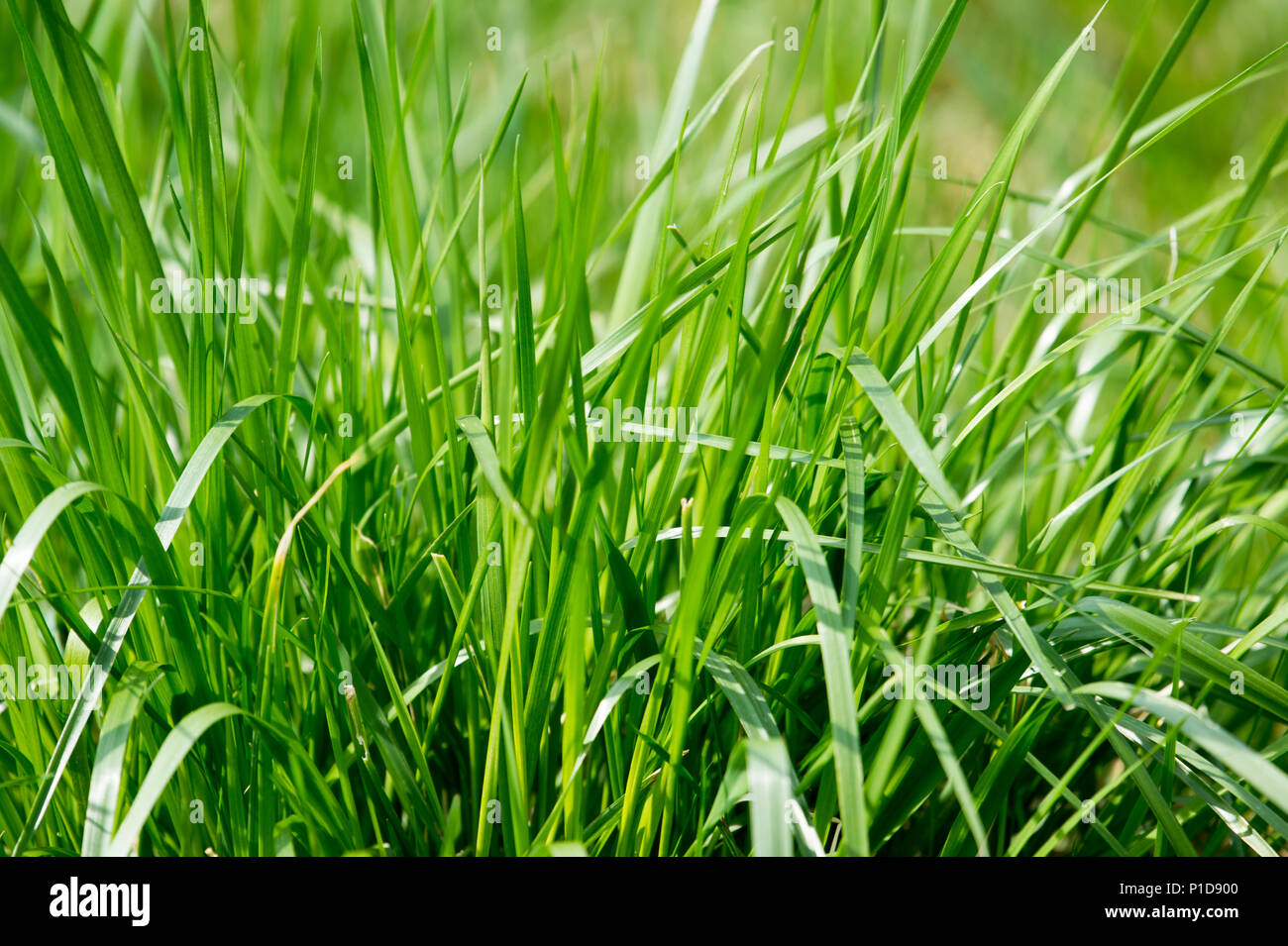 Green grass background/ green grass closeup Stock Photo - Alamy