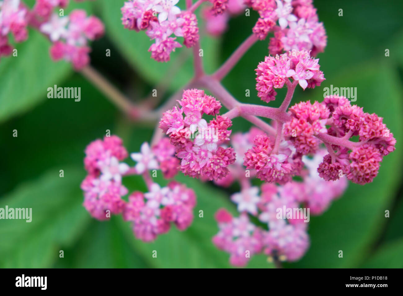 Clusters of small pink flowers hi-res stock photography and images - Alamy