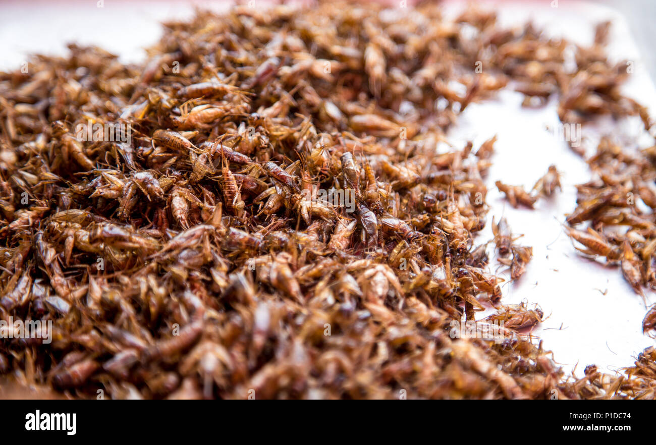 Thai traditional street food grasshoppers,larvae ,market counter ,the concept of the traditional exotic food Stock Photo