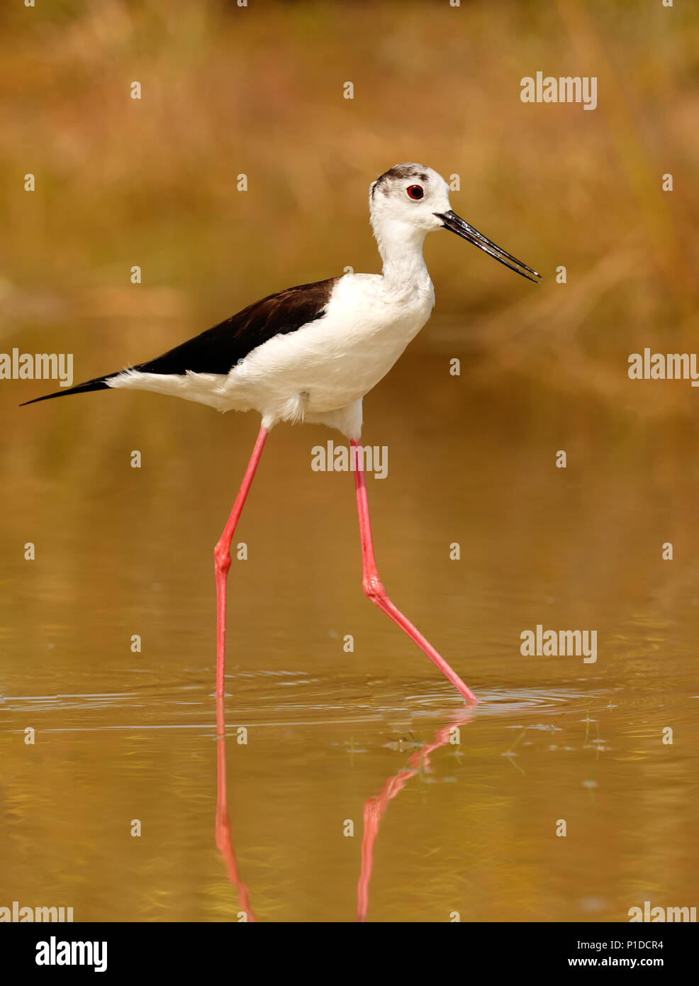 Stilt in a Spanish pond looking for food Stock Photo Alamy