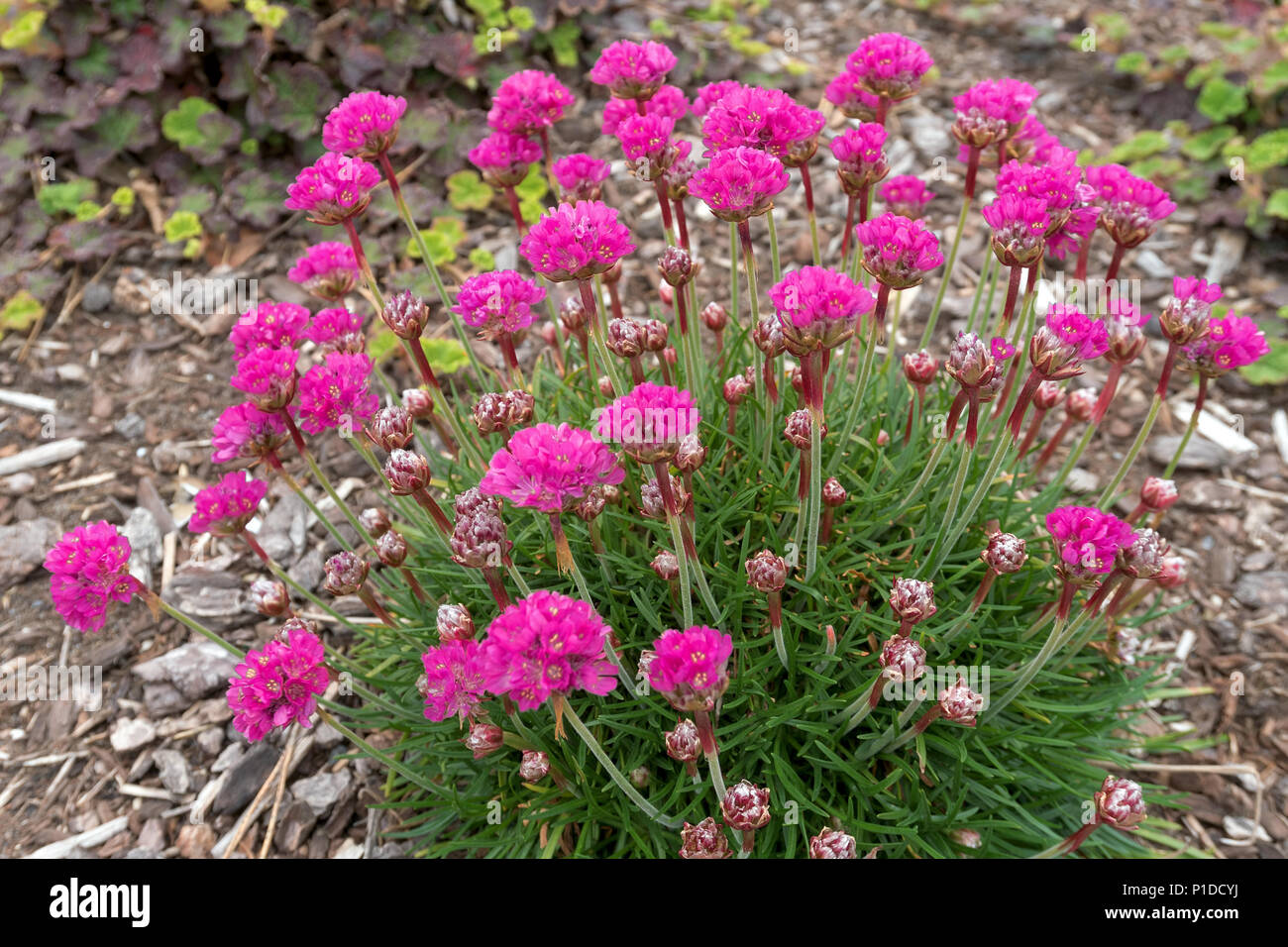 Армерия Цветущая в мае фото растения крупным планом