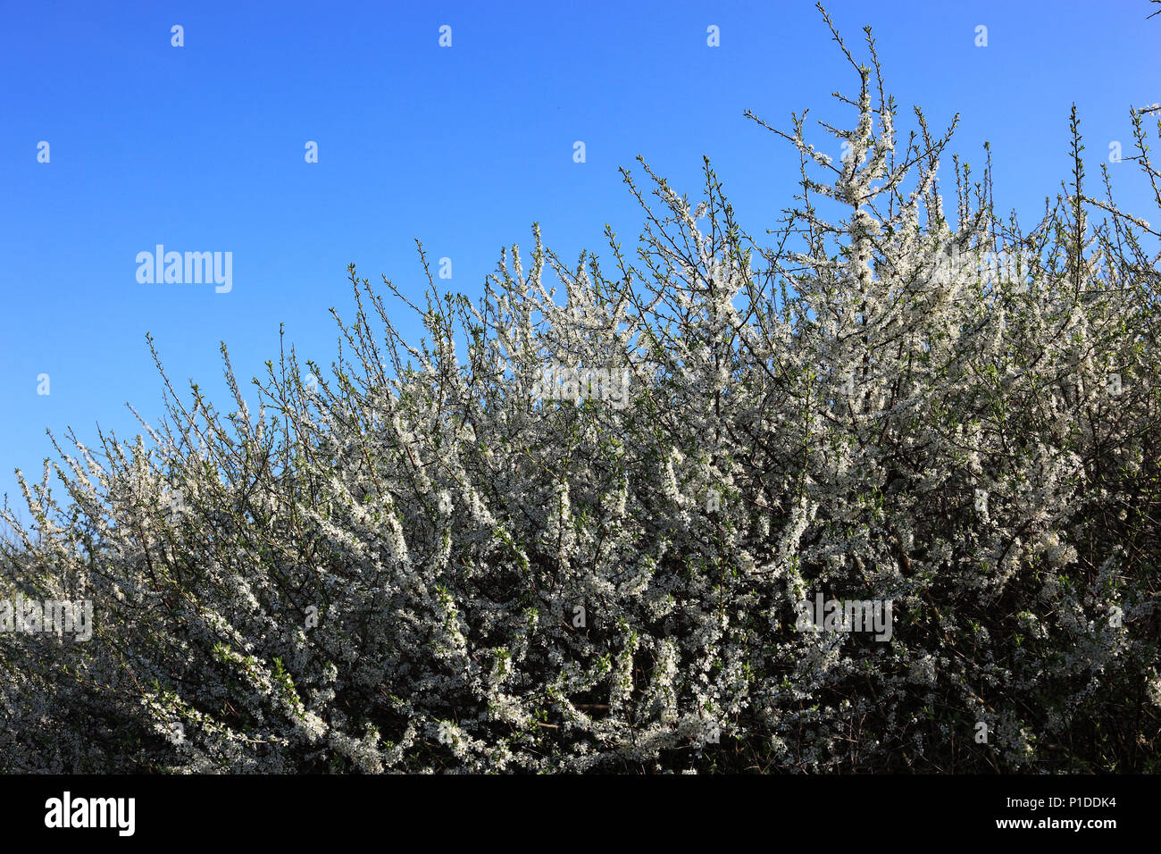 In the spring flowering blackthorn hedge Stock Photo