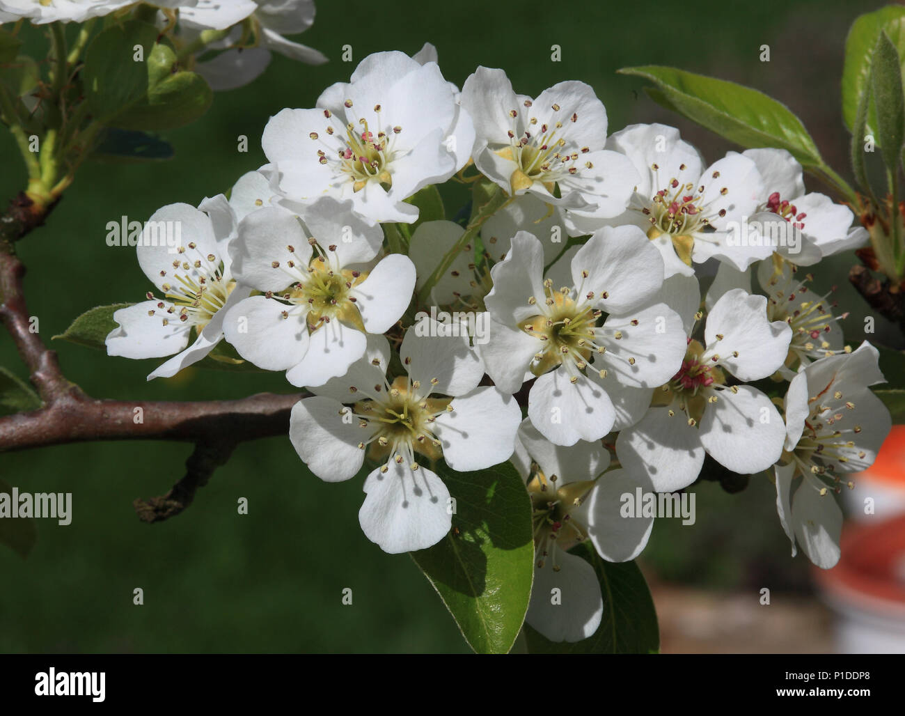 Blossoming pear tree, tree blossom of the pear, Pyrus domestica Stock Photo